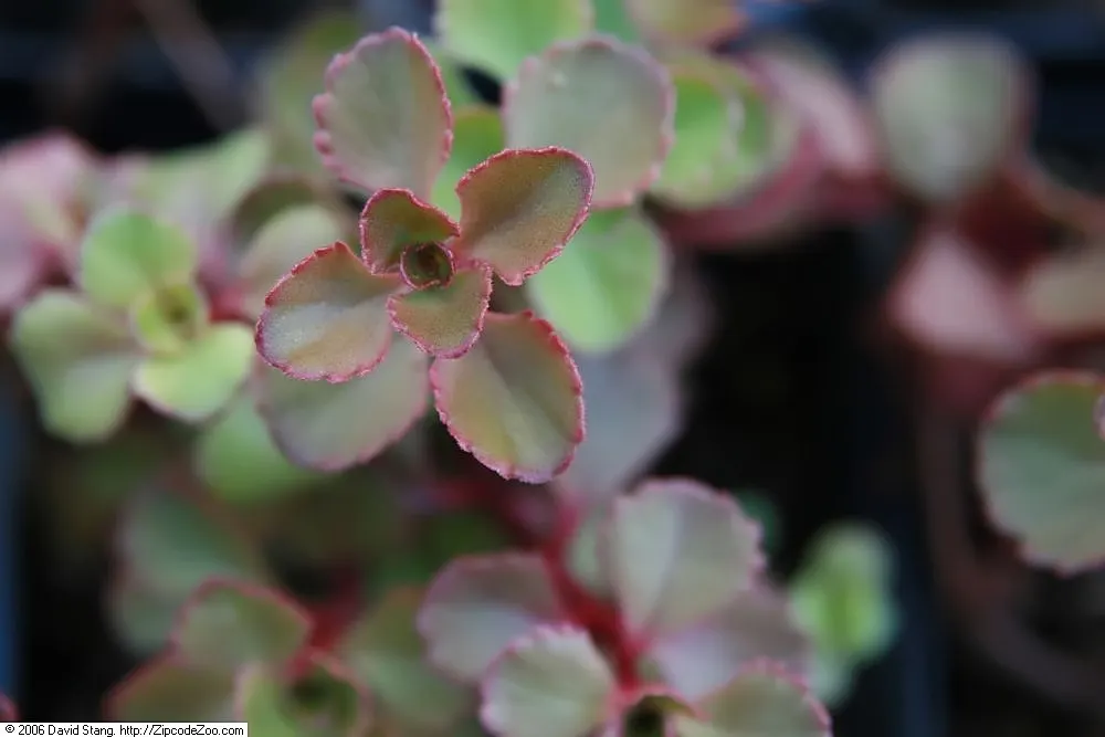 Caucasian Stonecrop (Sedum spurium) — green to reddish leaves and vibrant pink flowers that bloom in summer attracting pollinators