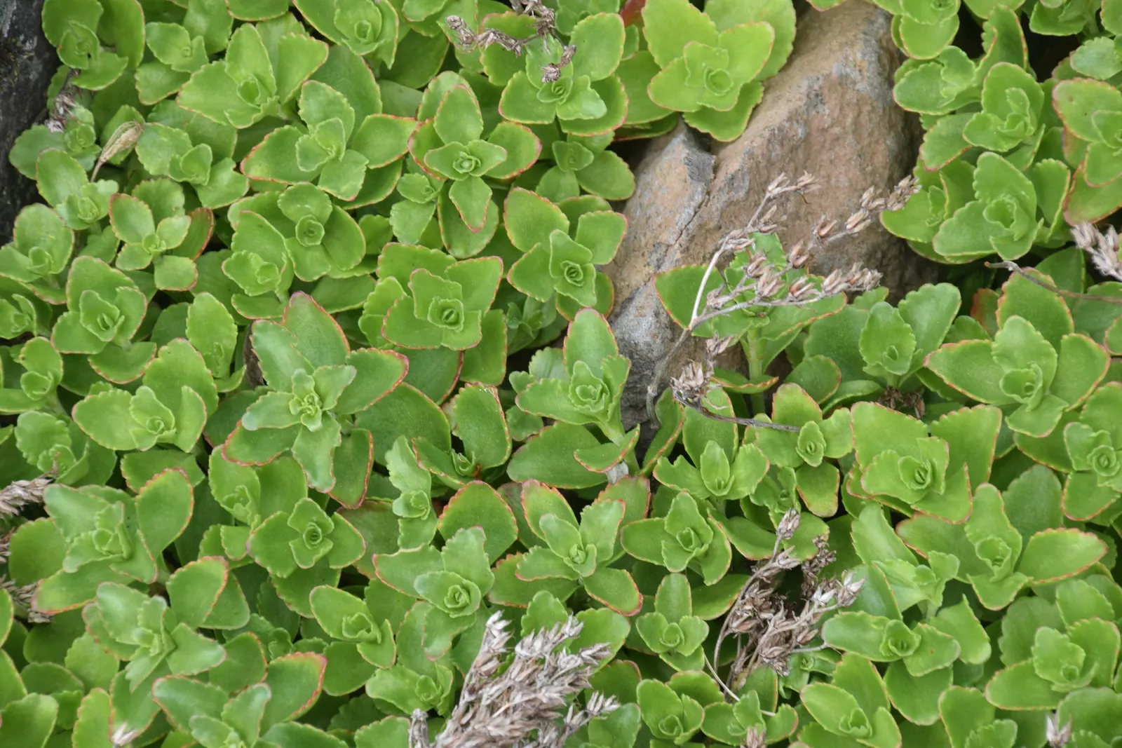 Caucasian Stonecrop (Sedum spurium) — It thrives in USDA zones 3-9 and requires well-drained soil; green to reddish leaves and vibrant pink flowers that bloom