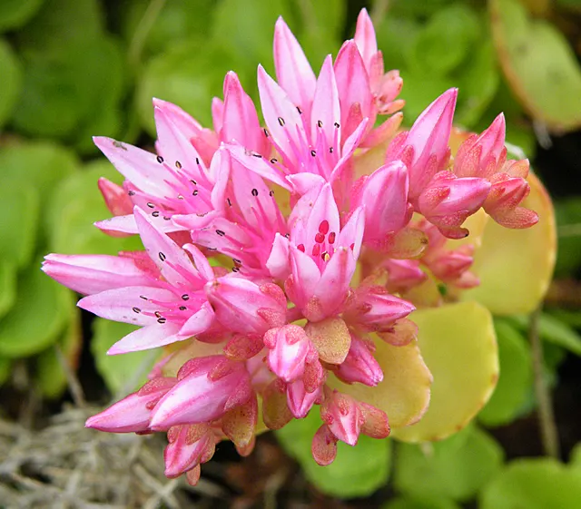 Caucasian Stonecrop (Sedum spurium) — ground cover / succulent for full or half; making it an asset to any sustainable garden landscape, image 69