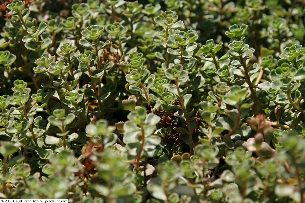 Caucasian Stonecrop (Sedum spurium) — this groundcover is drought-tolerant once established; making it an ideal choice for xeriscaping and rock gardens