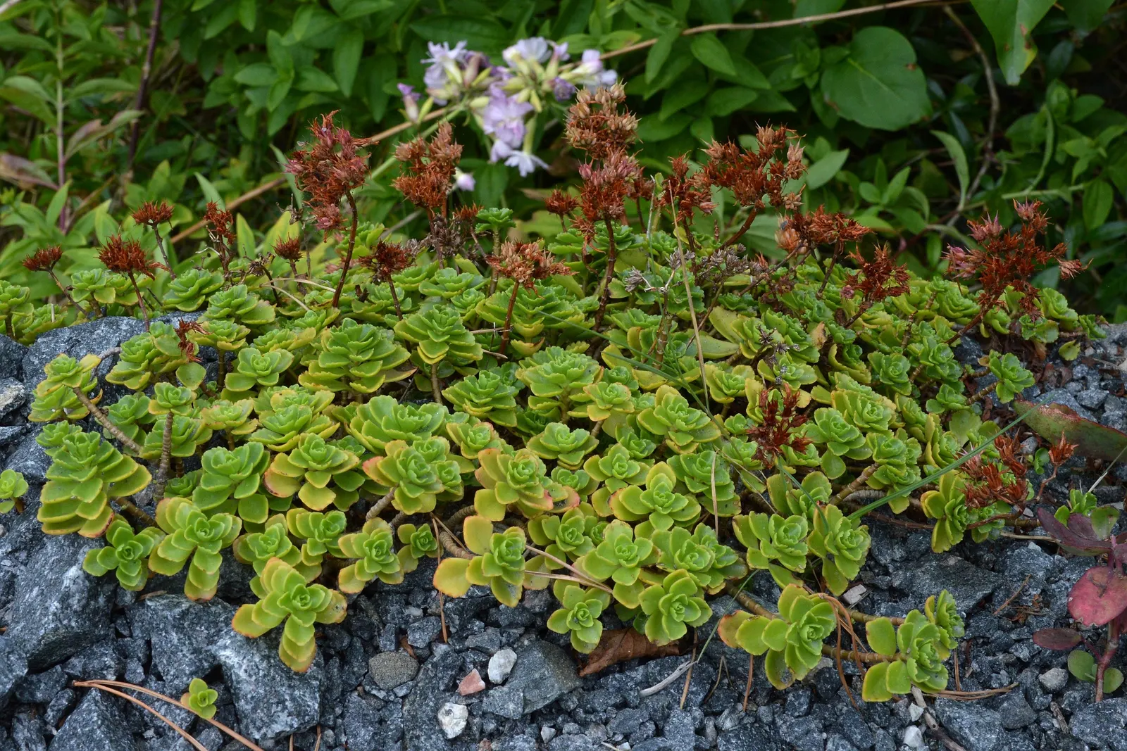 Caucasian Stonecrop (Sedum spurium) — These flowers provide a stark contrast to its foliage and can span up to 1 foot across; its foliage color, image 61