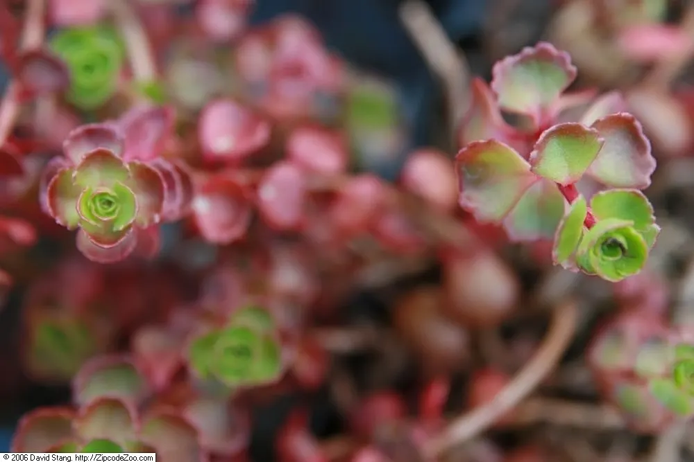 Caucasian Stonecrop (Sedum spurium) — green to reddish leaves and vibrant pink flowers that bloom in summer attracting pollinators; which intensify, image 71