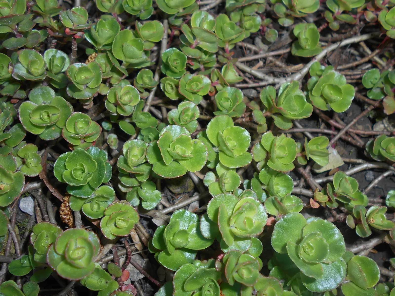 Caucasian Stonecrop (Sedum spurium) — Phedimus spurium, or Caucasian Stonecrop, is a hardy, perennial groundcover ideal for full sun to part shade, image 47