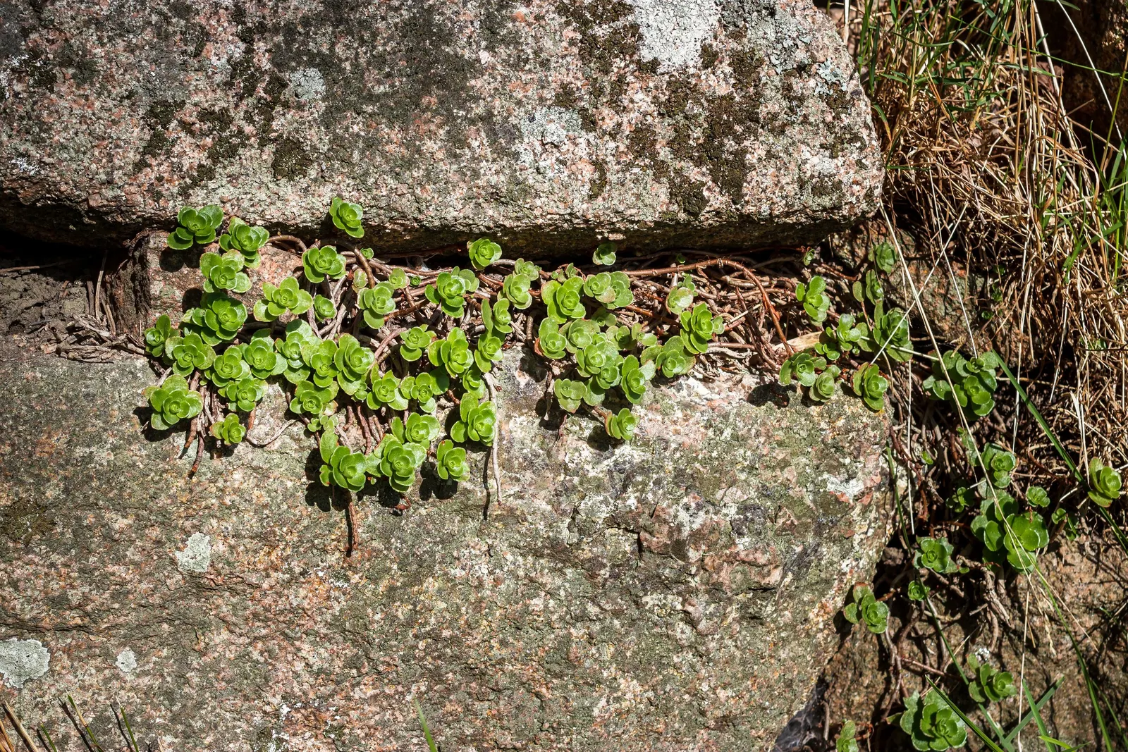Caucasian Stonecrop (Sedum spurium) — essential for any landscape design seeking vibrant color and low maintenance; ground cover / succulent for full or half