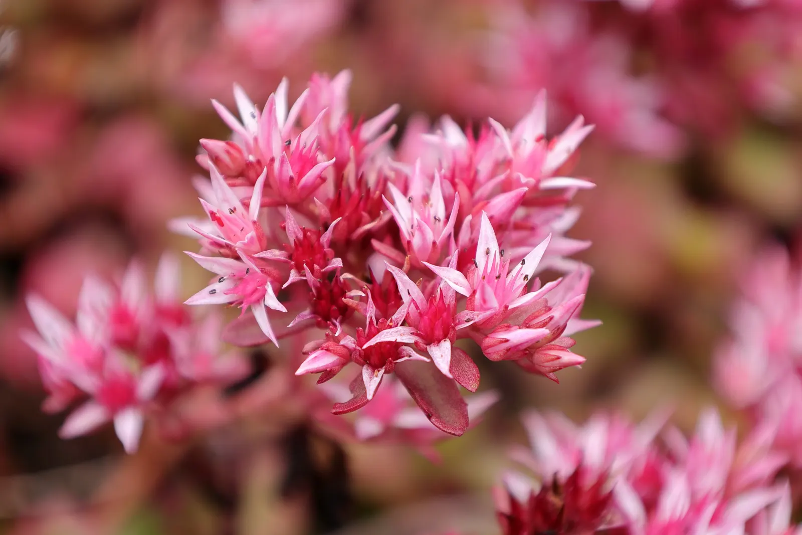 Caucasian Stonecrop (Sedum spurium) — Phedimus spurium is an excellent low-lying plant that requires minimal care and offers maximum visual impact