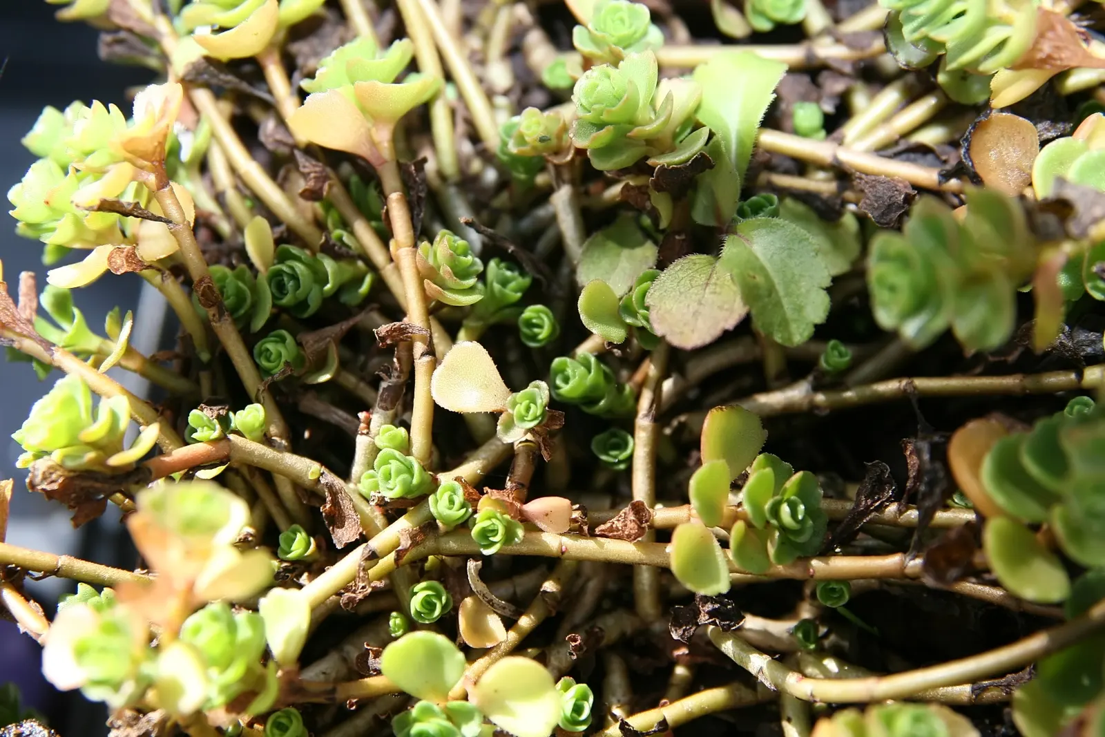 Caucasian Stonecrop (Sedum spurium) — and providing a delightful show; this drought-resistant plant reaches 4-6 inches in height and spreads up to 18 inches