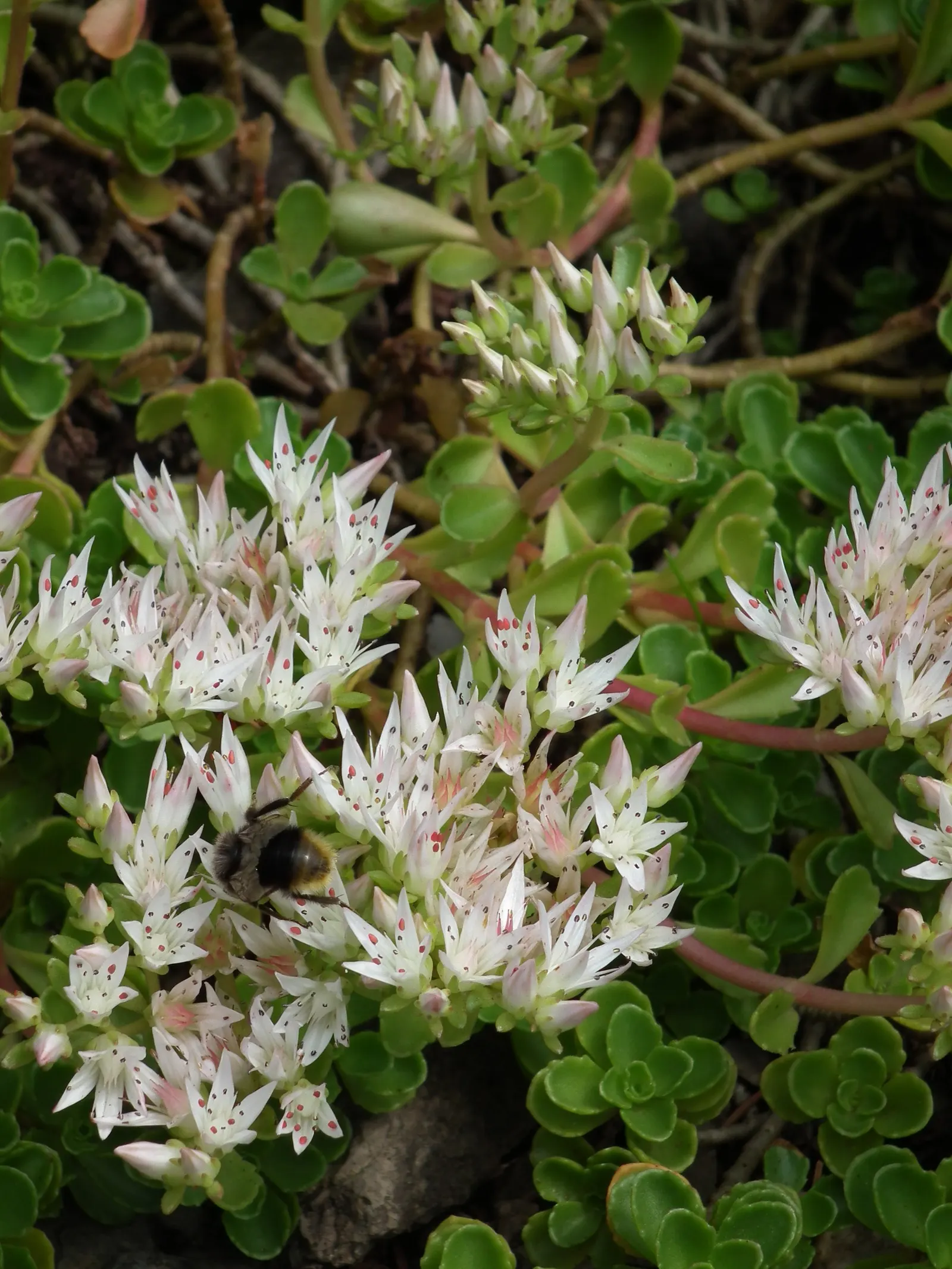 Caucasian Stonecrop (Sedum spurium) — attracting bees and butterflies; phedimus spurium is an excellent low-lying plant that requires minimal care, image 59