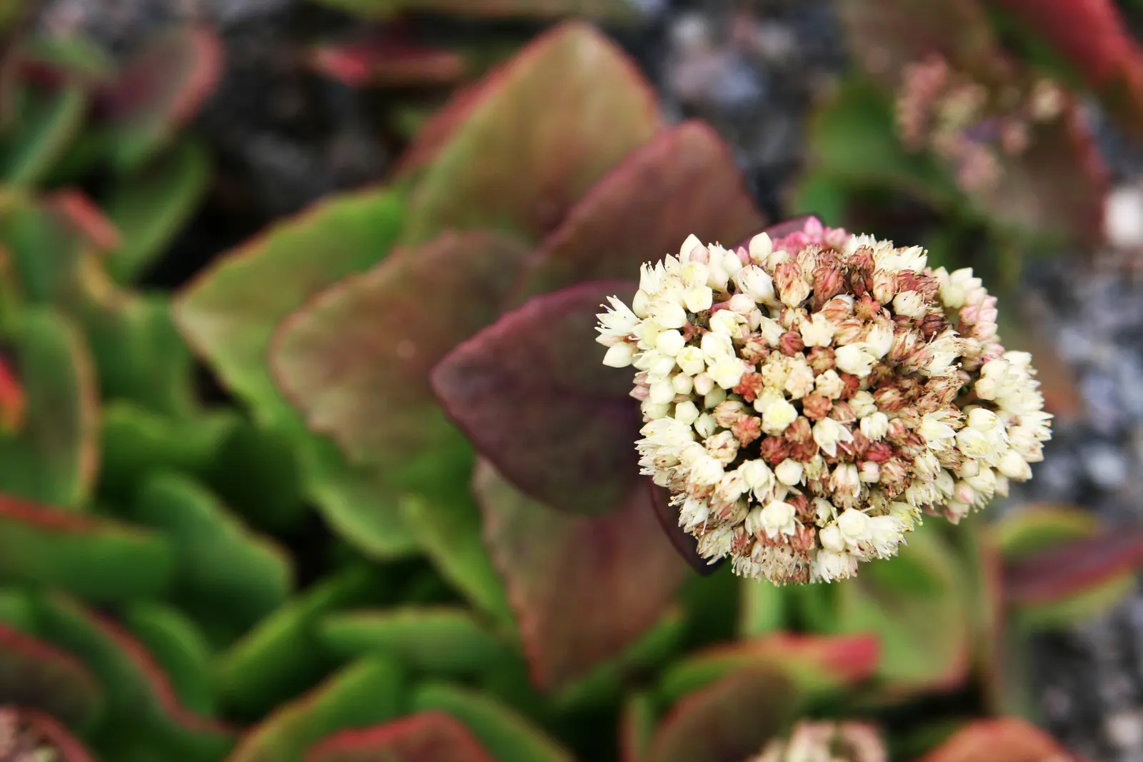 Caucasian Stonecrop (Sedum spurium) — These flowers provide a stark contrast to its foliage and can span up to 1 foot across; its foliage color ranges from