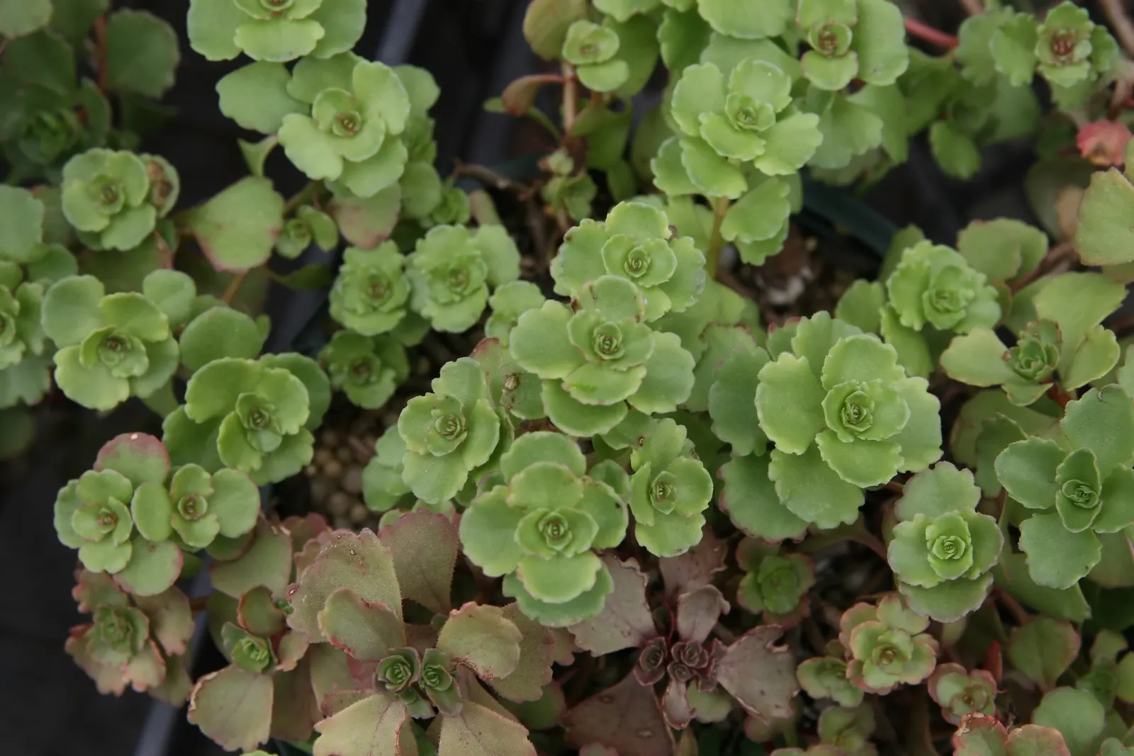 Caucasian Stonecrop (Sedum spurium) — is a versatile and robust groundcover; this groundcover is drought-tolerant once established