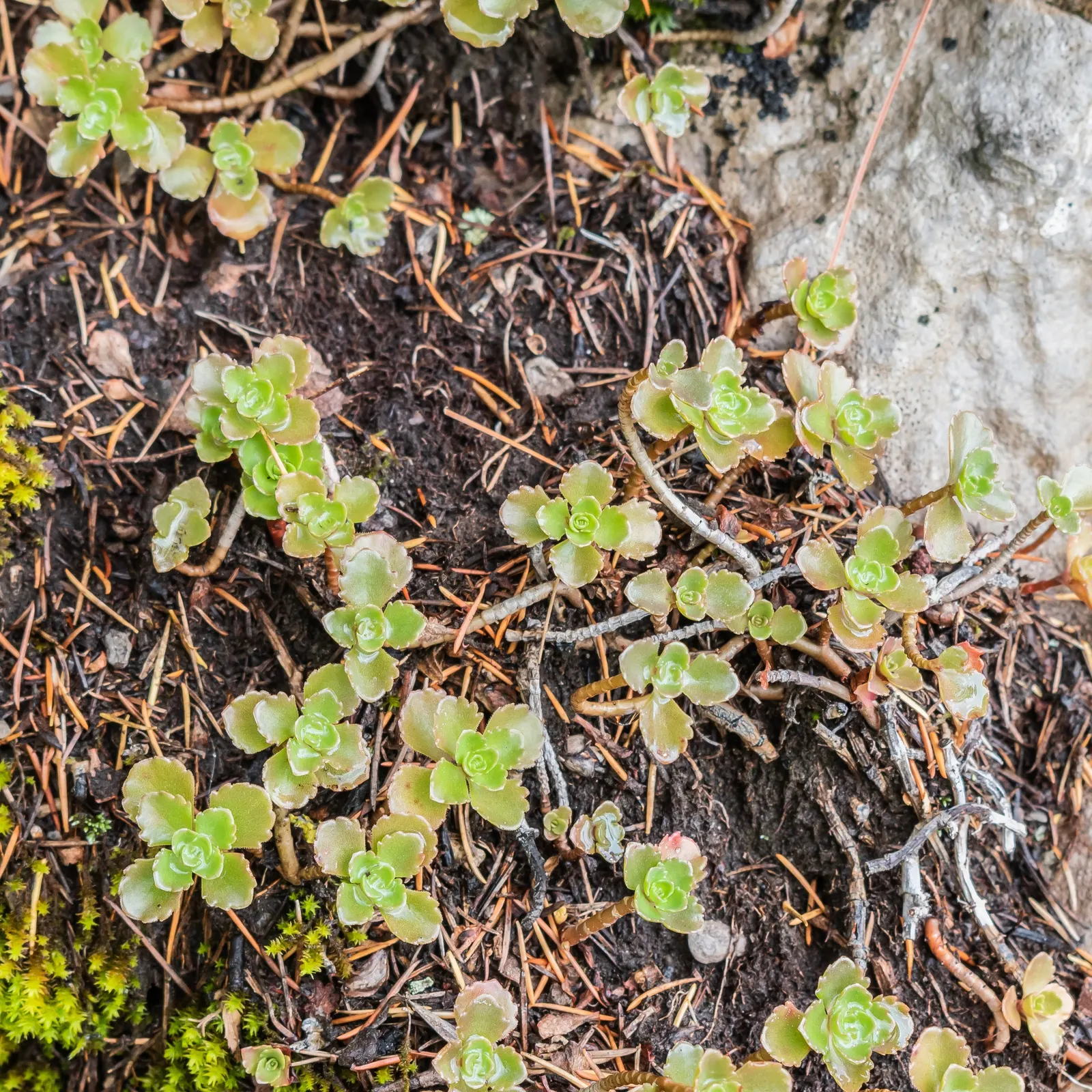 Caucasian Stonecrop (Sedum spurium) — which intensify under full sun exposure.<br><br>Blooming in mid to late summer; scientifically known as Phedimus spurium