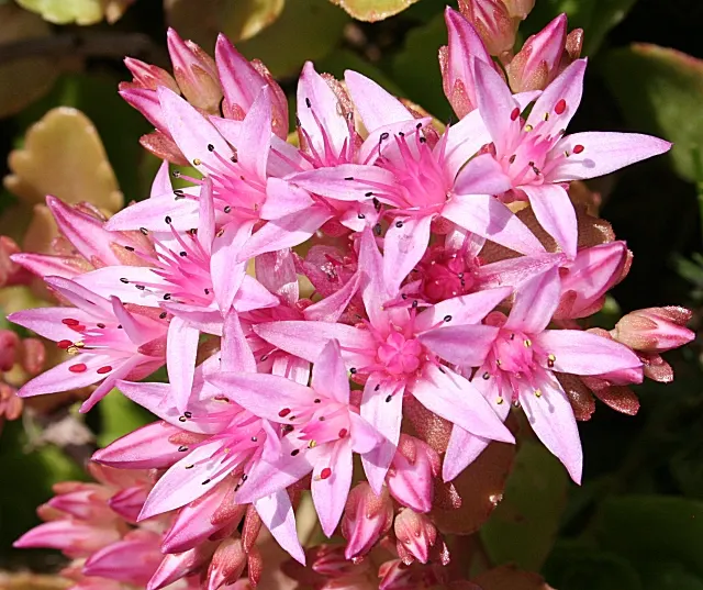 Caucasian Stonecrop (Sedum spurium) — This drought-resistant plant reaches 4-6 inches in height and spreads up to 18 inches; it thrives in USDA, image 49