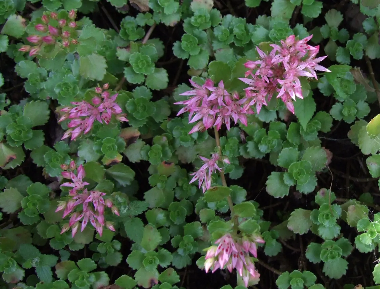Caucasian Stonecrop (Sedum spurium) — is a versatile and robust groundcover