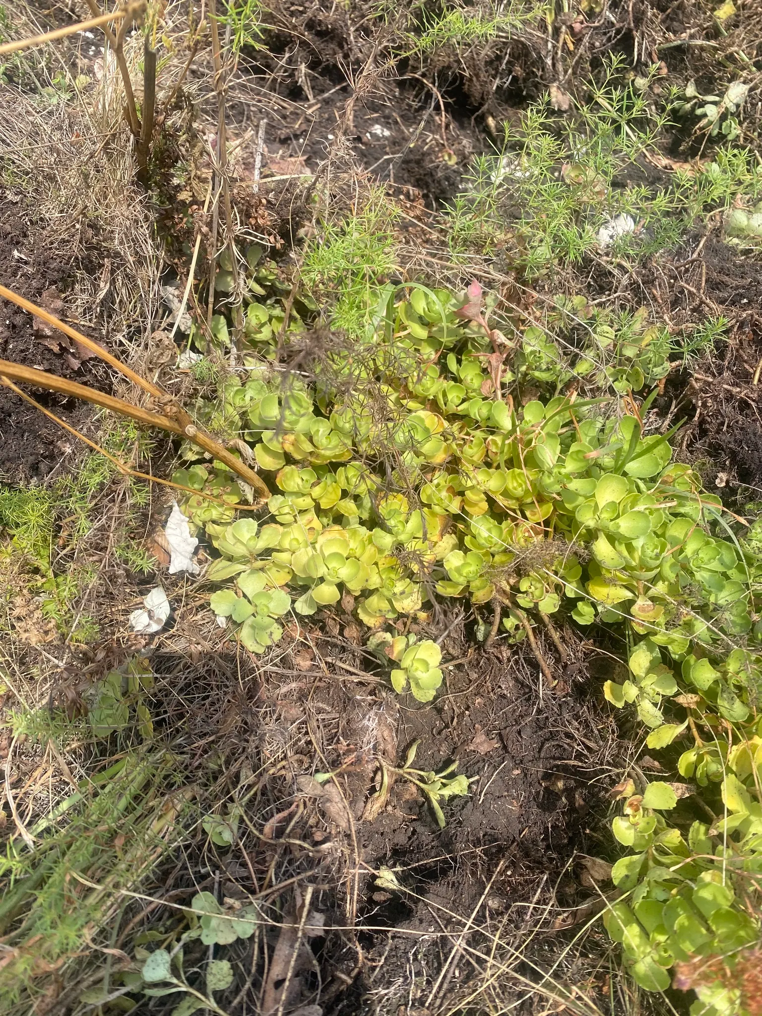 Caucasian Stonecrop (Sedum spurium) — attracting bees and butterflies; phedimus spurium is an excellent low-lying plant that requires minimal care and offers