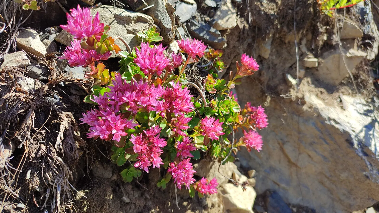 Caucasian Stonecrop (Sedum spurium) — essential for any landscape design seeking vibrant color and low maintenance; ground cover / succulent for, image 53