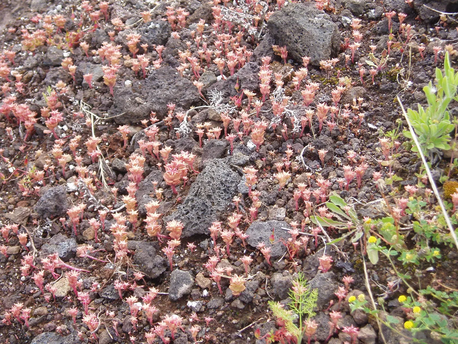 Caucasian Stonecrop (Sedum spurium) — is a versatile and robust groundcover; this groundcover is drought-tolerant once established, image 52