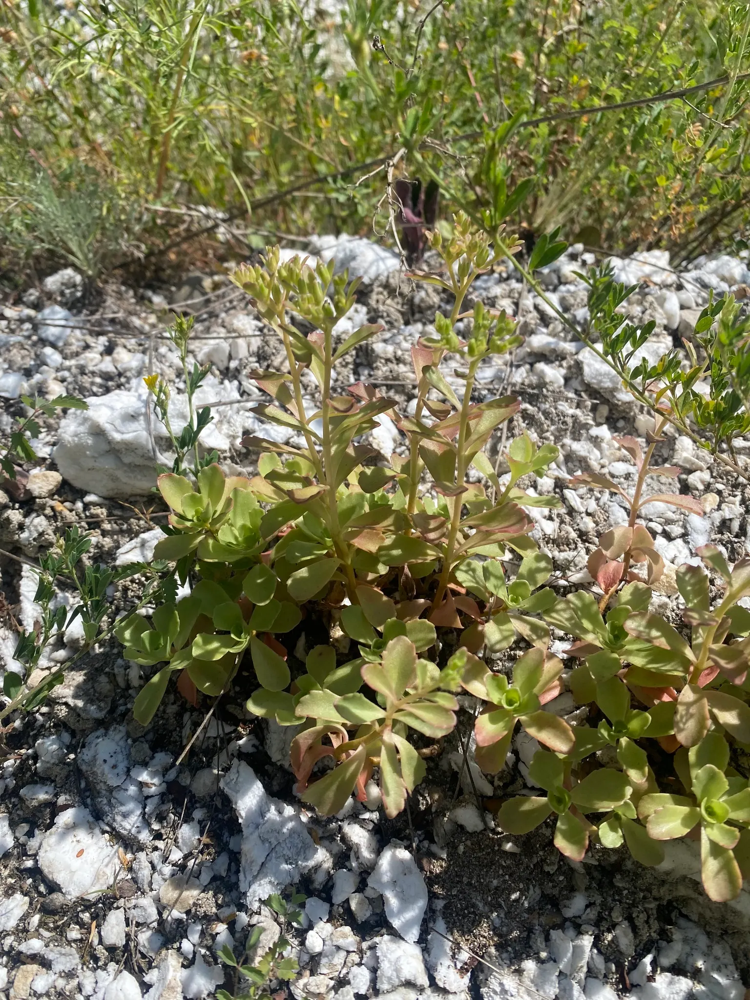 Caucasian Stonecrop (Sedum spurium) — this groundcover is drought-tolerant once established