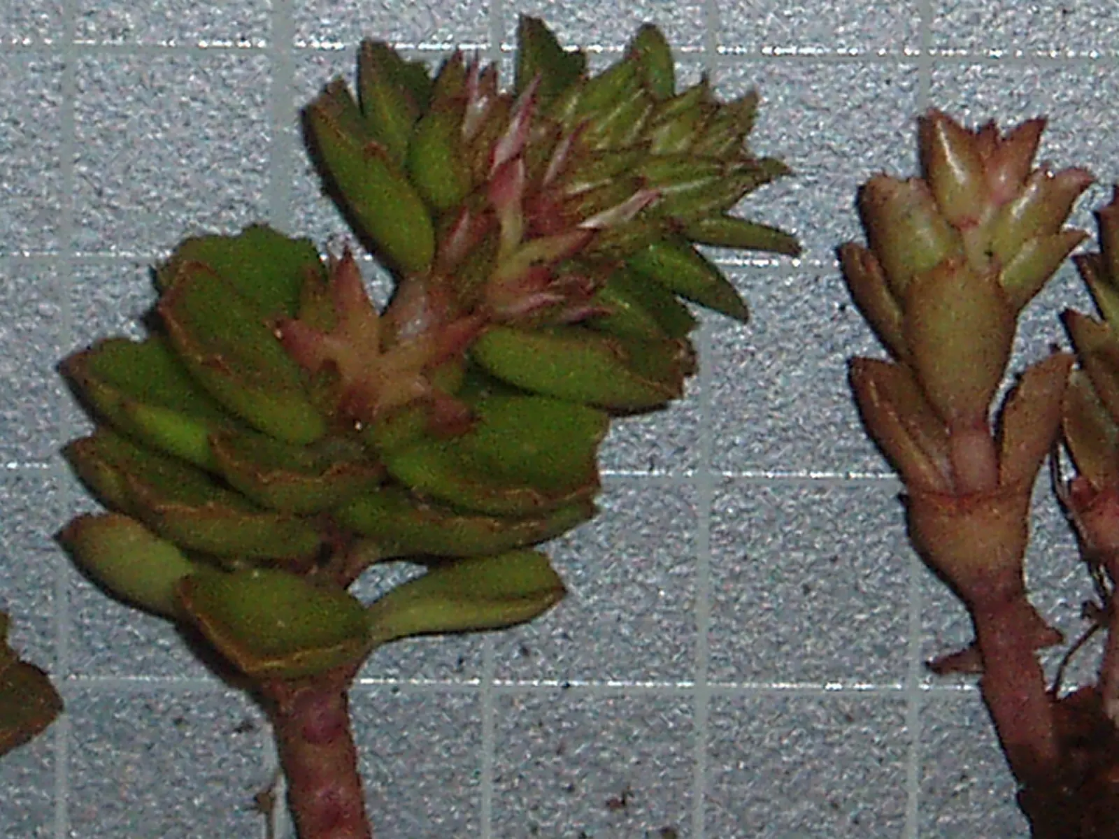 Caucasian Stonecrop (Sedum spurium) — which intensify under full sun exposure.<br><br>Blooming in mid to late summer