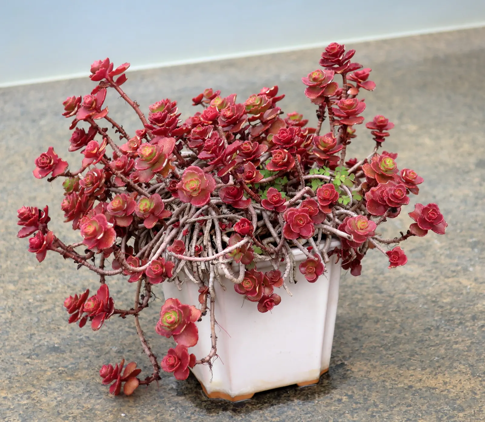 Caucasian Stonecrop (Sedum spurium) — making it an ideal choice for xeriscaping and rock gardens; phedimus spurium, or Caucasian Stonecrop, is a, image 86