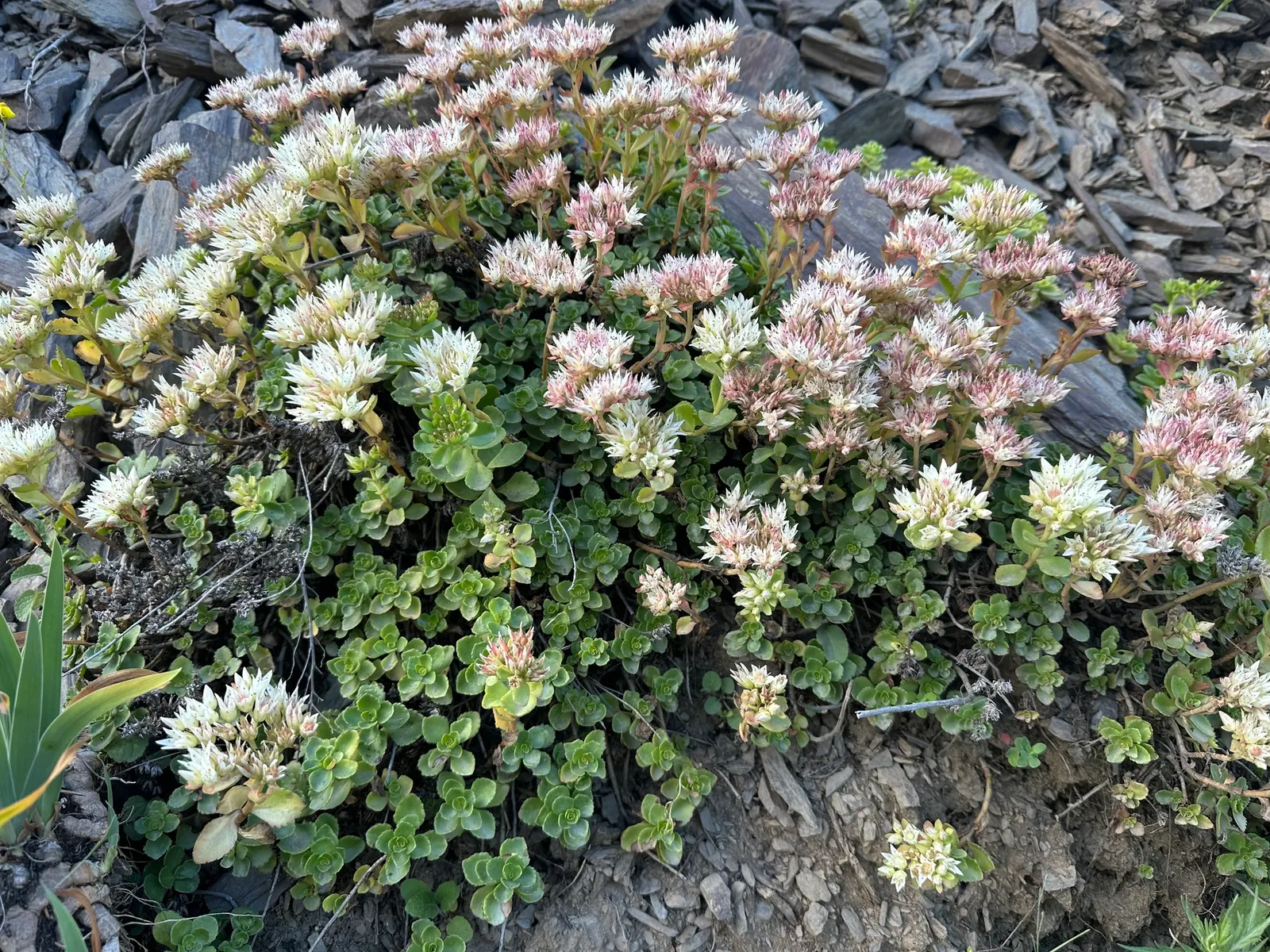 Caucasian Stonecrop (Sedum spurium) — This hardy succulent perennial showcases fleshy leaves forming a dense; essential for any landscape design, image 54
