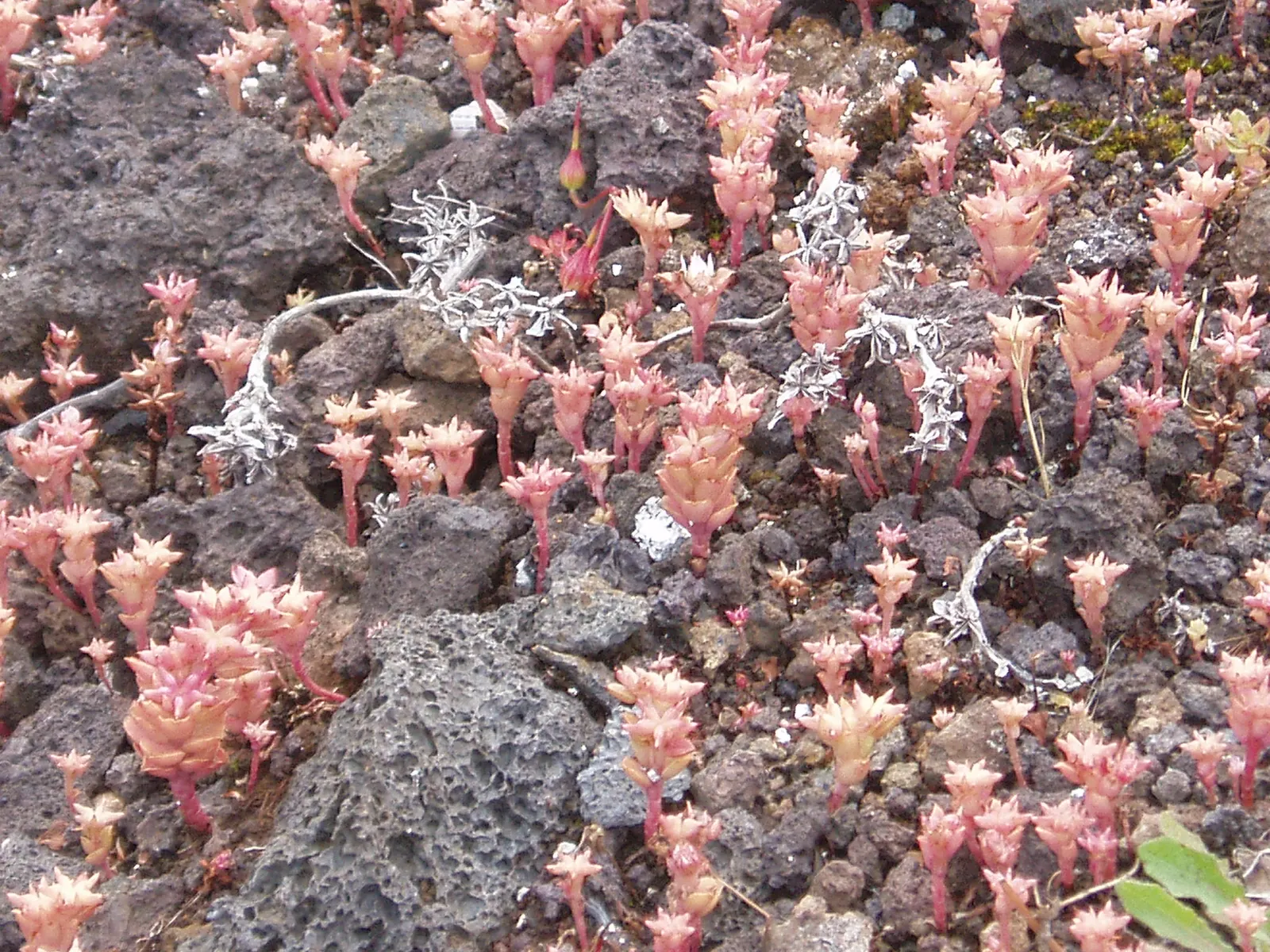 Caucasian Stonecrop (Sedum spurium) — Phedimus spurium presents clusters of star-shaped pink flowers that rise slightly above its foliage on stems, image 58