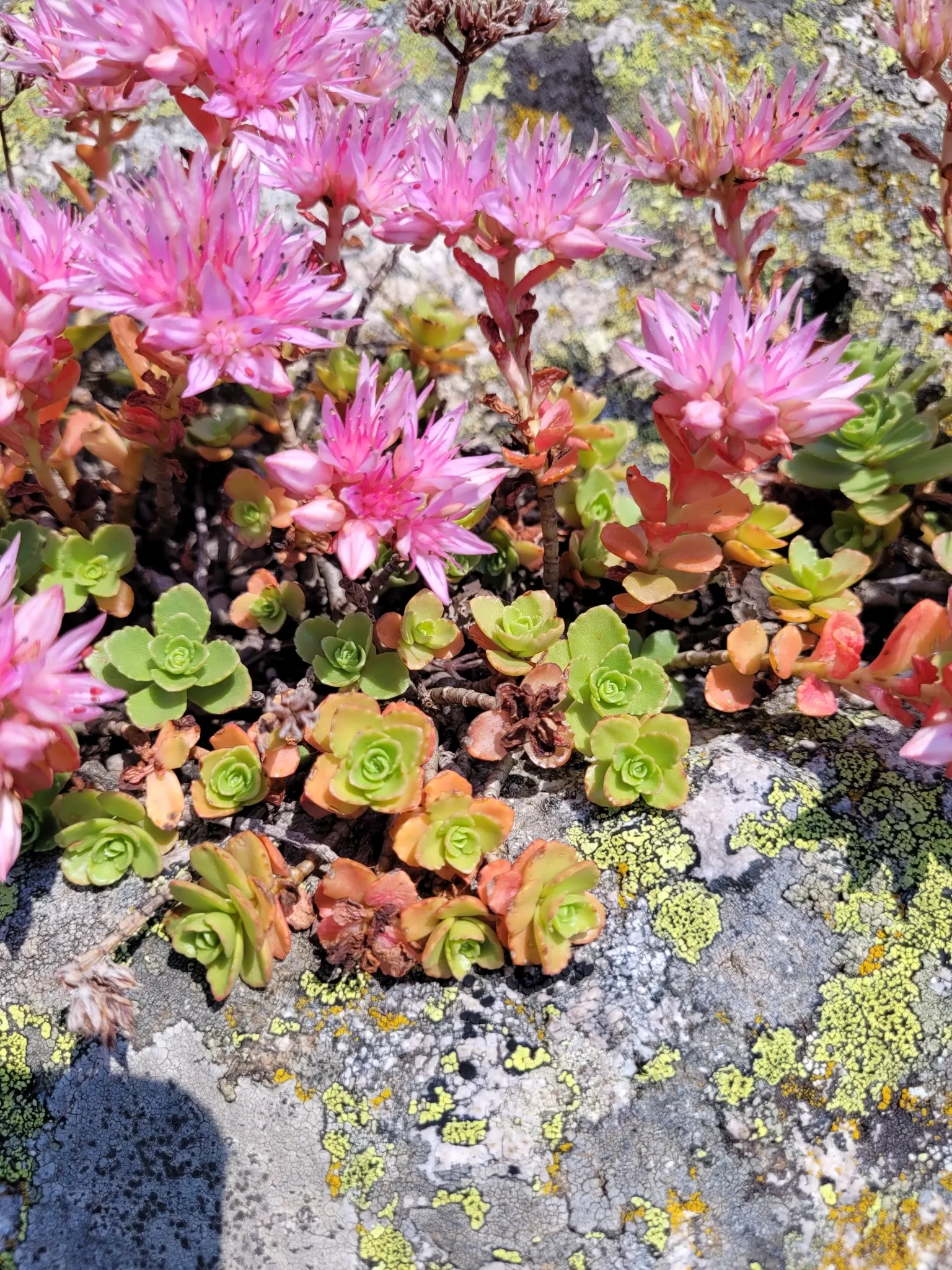 Caucasian Stonecrop (Sedum spurium) — ground cover / succulent for full or half