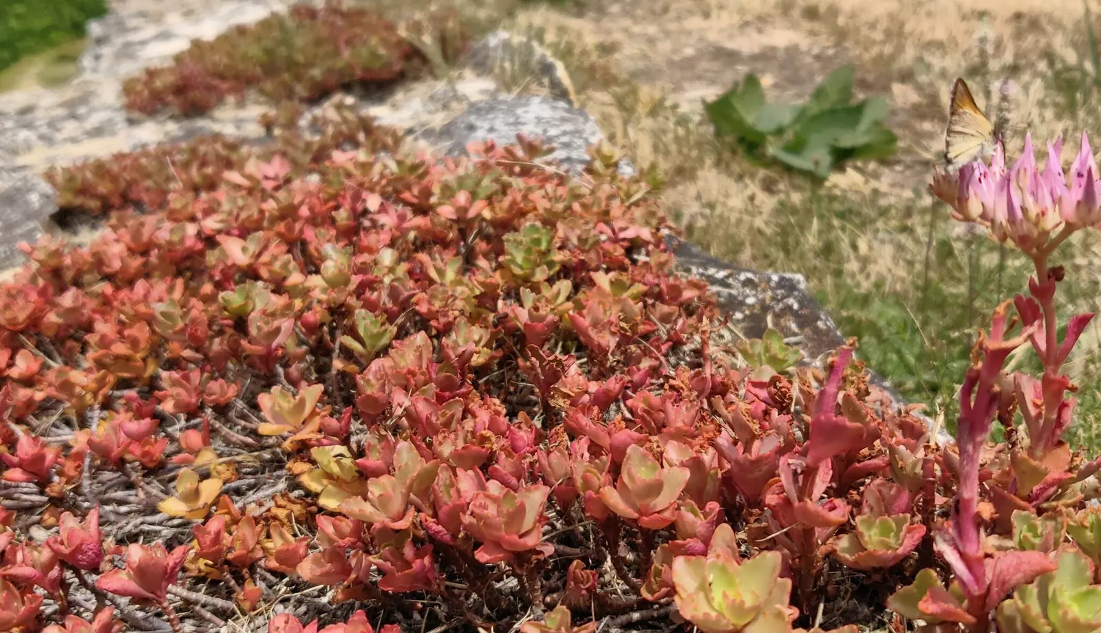 Caucasian Stonecrop (Sedum spurium) — and providing a delightful show; this drought-resistant plant reaches 4-6 inches in height and spreads up to, image 60