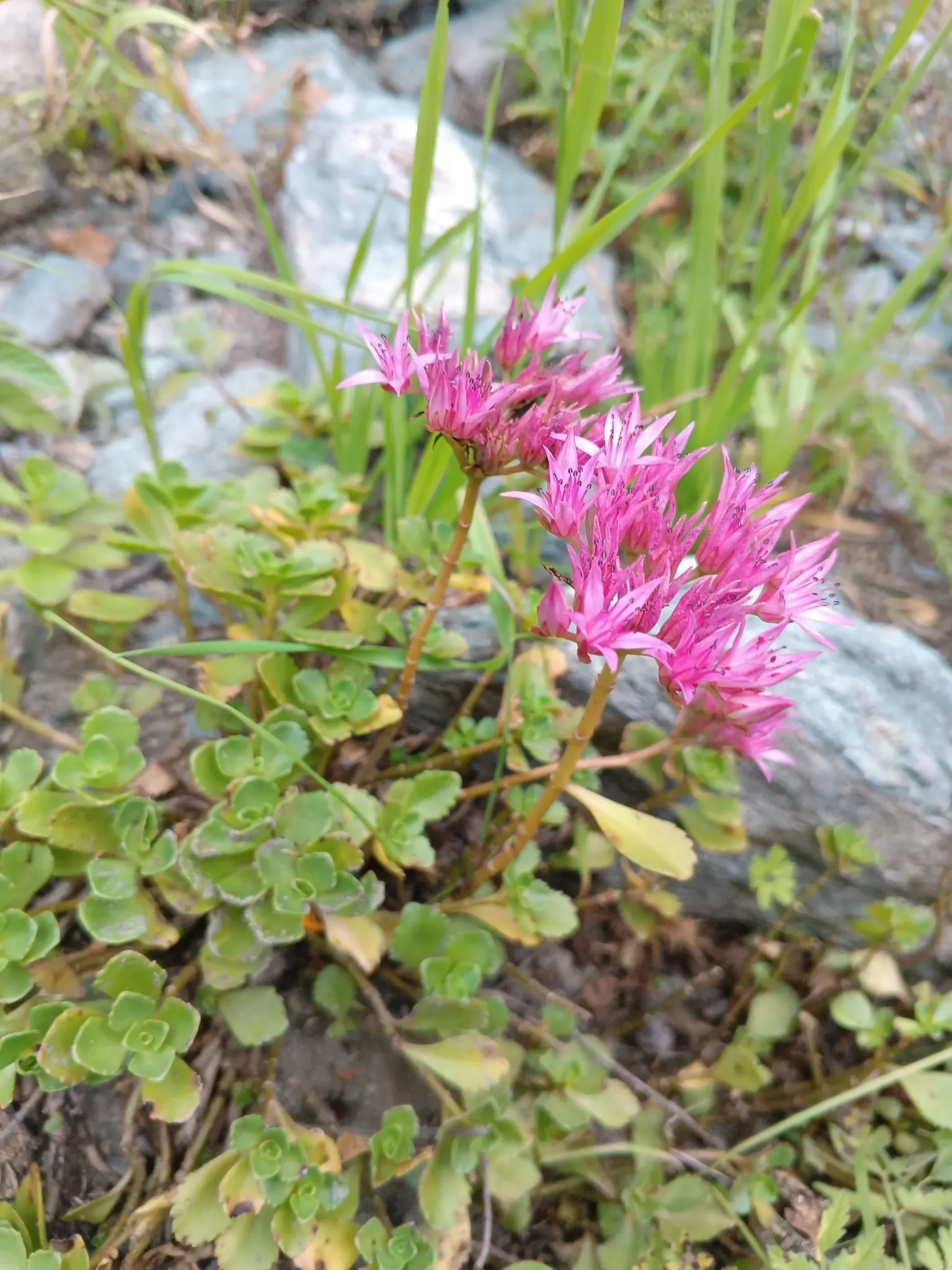 Caucasian Stonecrop (Sedum spurium) — making it an asset to any sustainable garden landscape; ground cover / succulent with pink and white blooms