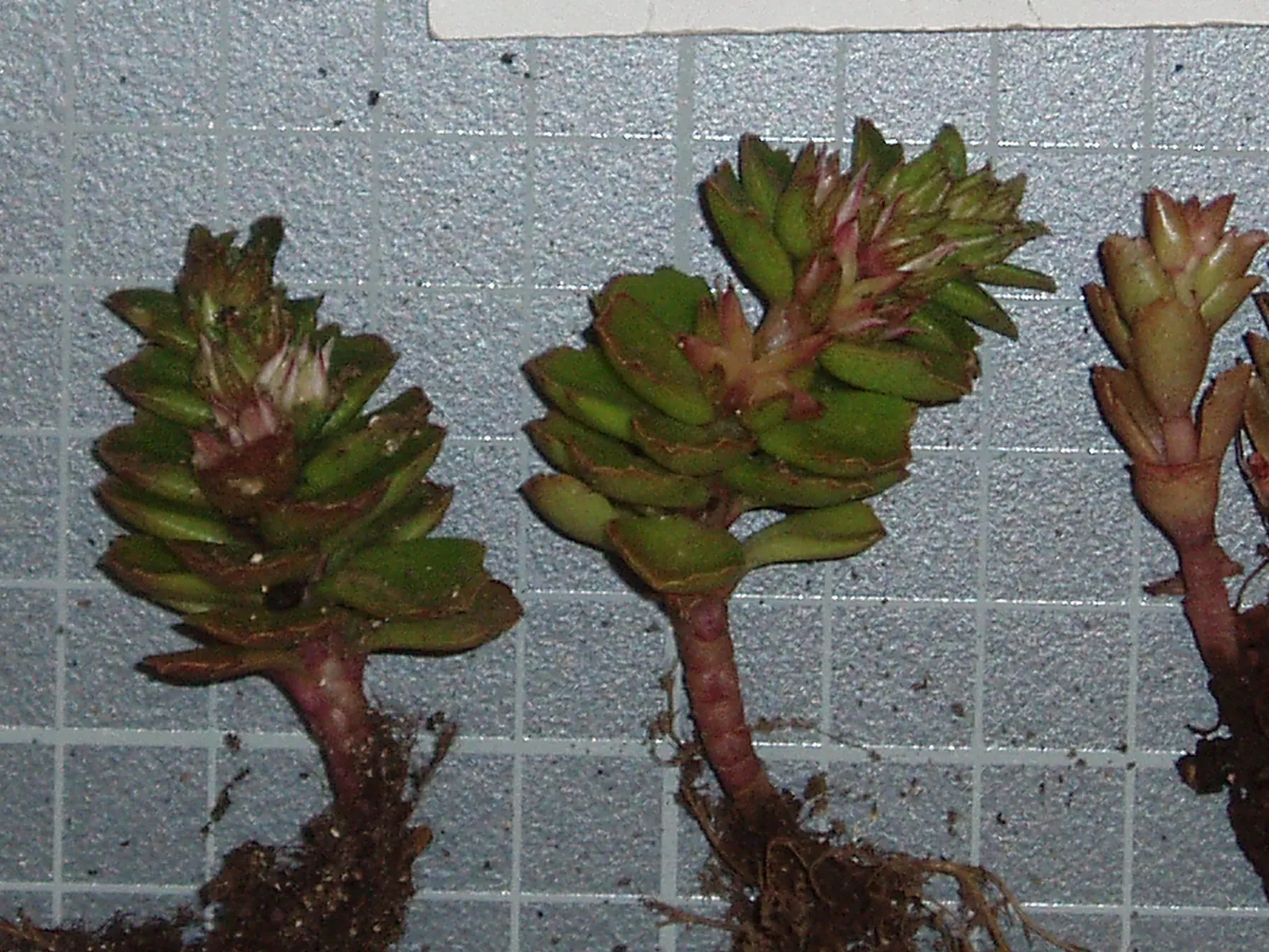 Caucasian Stonecrop (Sedum spurium) — Phedimus spurium, or Caucasian Stonecrop, is a hardy, perennial groundcover ideal for full sun to part shade