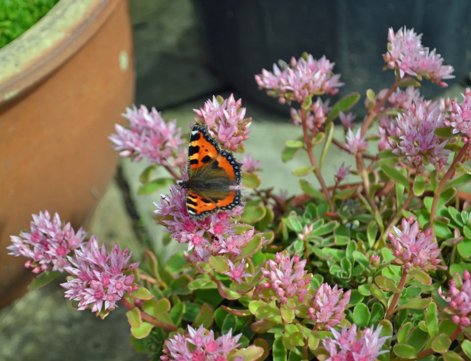 Caucasian Stonecrop (Sedum spurium) — is a versatile and robust groundcover; this groundcover is drought-tolerant once established, image 75