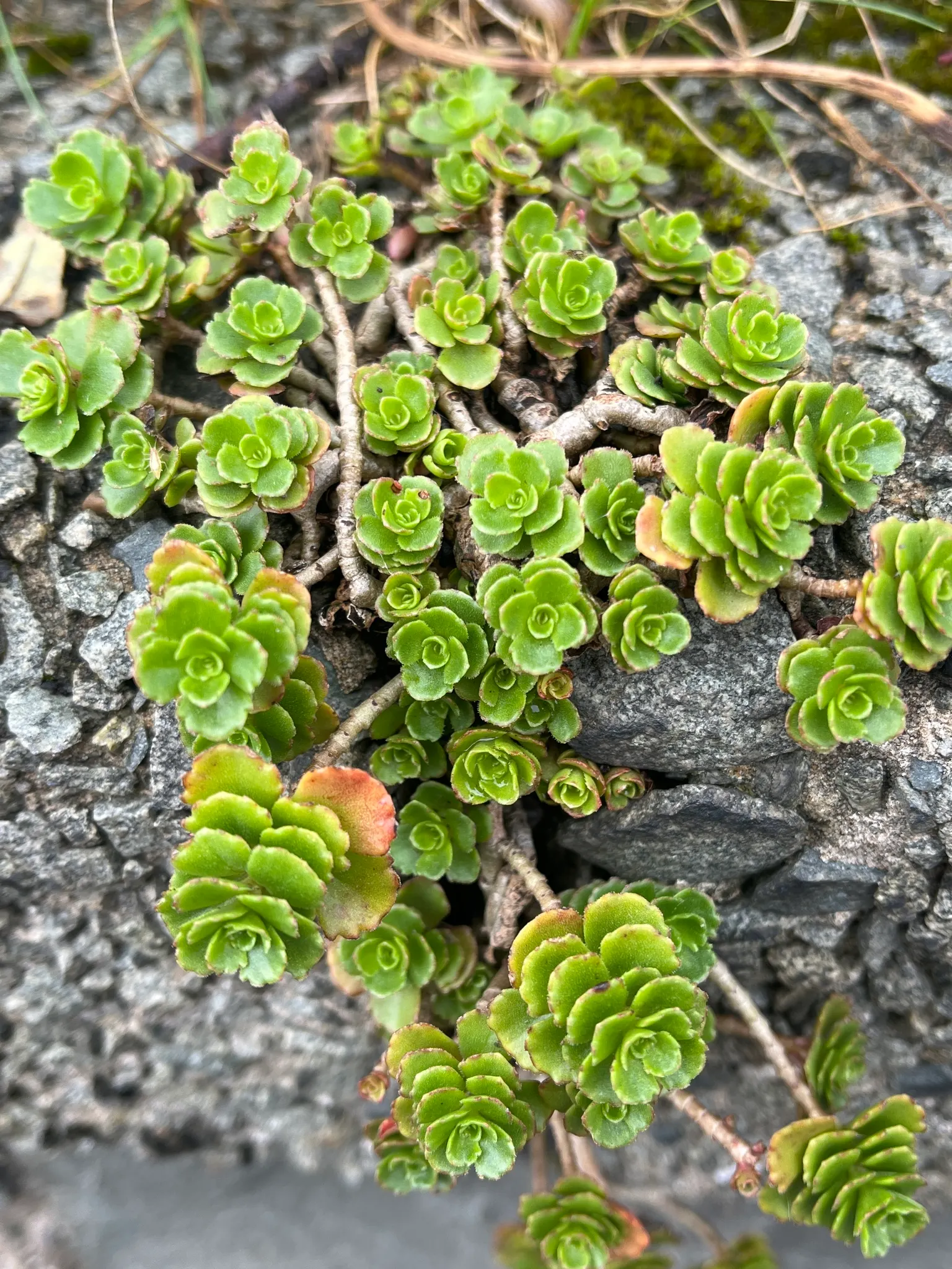 Caucasian Stonecrop (Sedum spurium) — Its foliage color ranges from green to deep bronze and even reddish hues