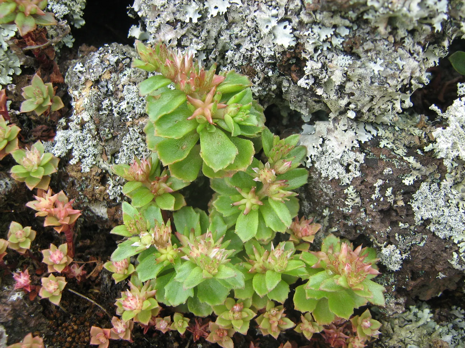 Caucasian Stonecrop (Sedum spurium) — this groundcover is drought-tolerant once established; making it an ideal choice for xeriscaping and rock, image 62