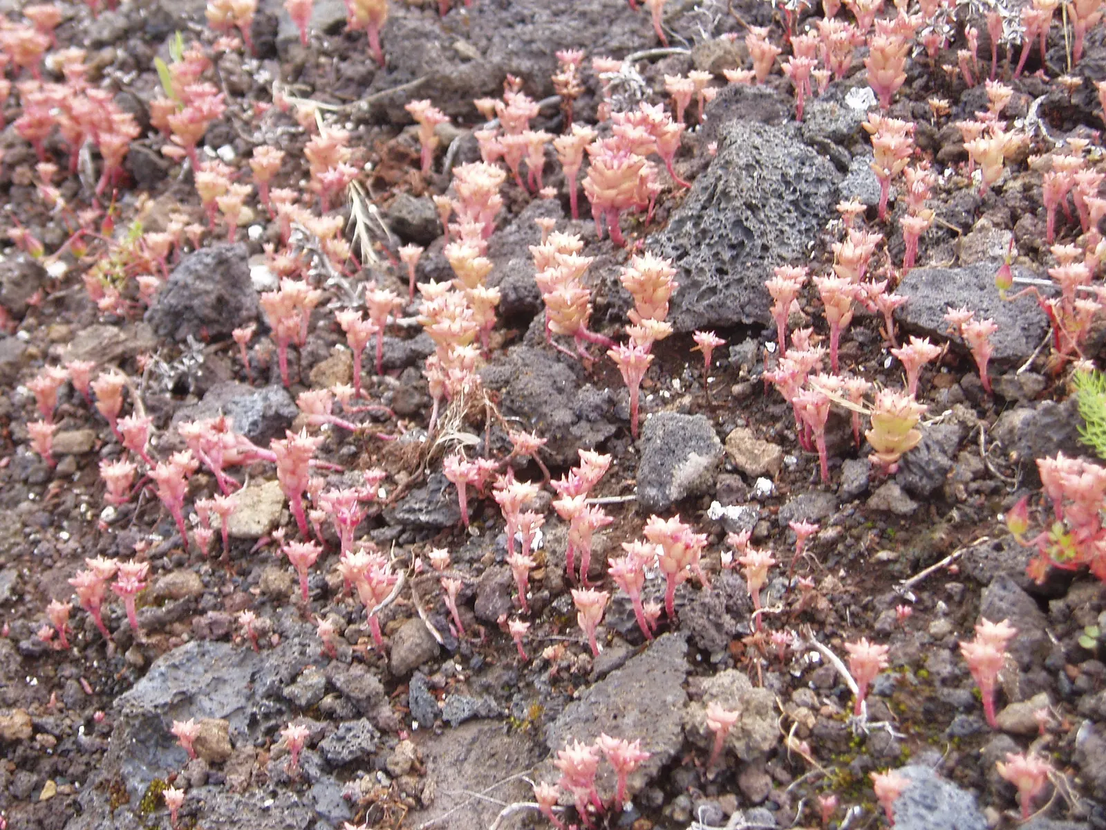 Caucasian Stonecrop (Sedum spurium) — ground cover / succulent with pink and white blooms; attracting bees and butterflies, image 68