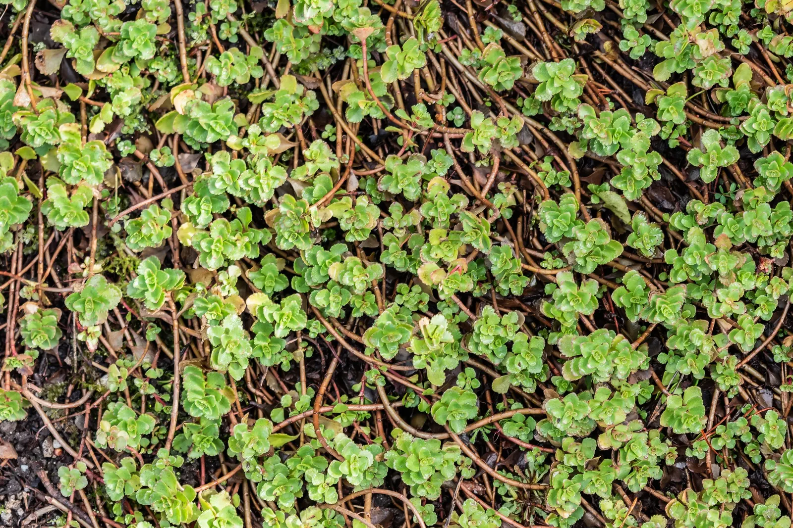 Caucasian Stonecrop (Sedum spurium) — ground cover / succulent with pink and white blooms; attracting bees and butterflies
