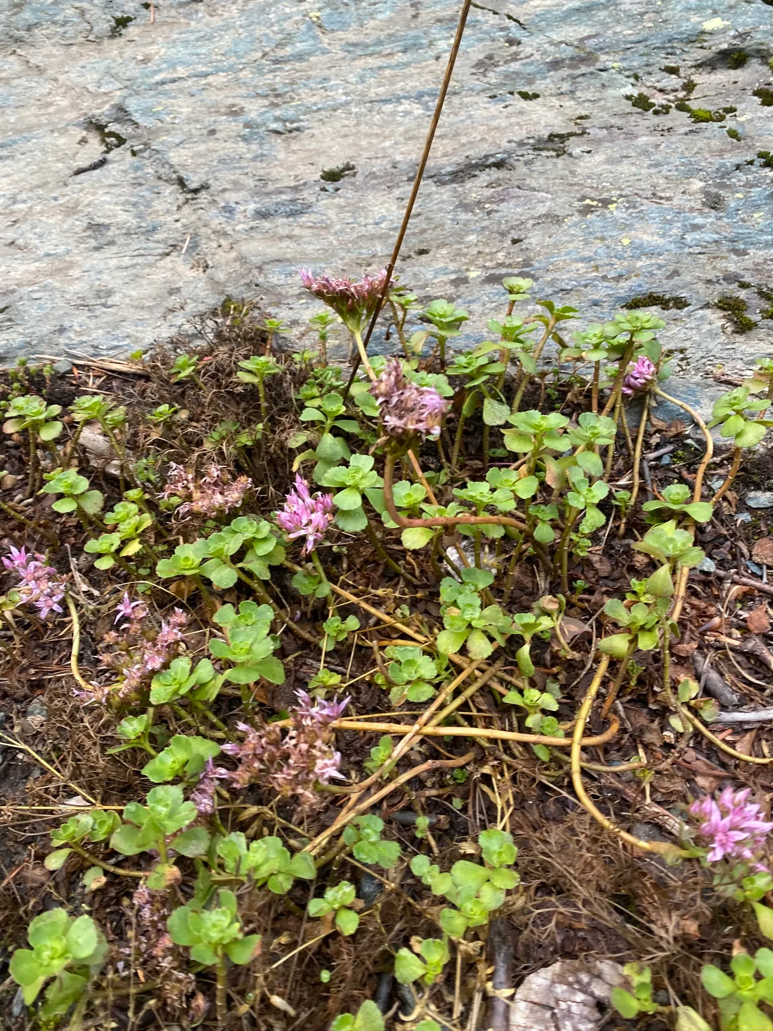 Caucasian Stonecrop (Sedum spurium) — Phedimus spurium is an excellent low-lying plant that requires minimal care and offers maximum visual impact, image 65