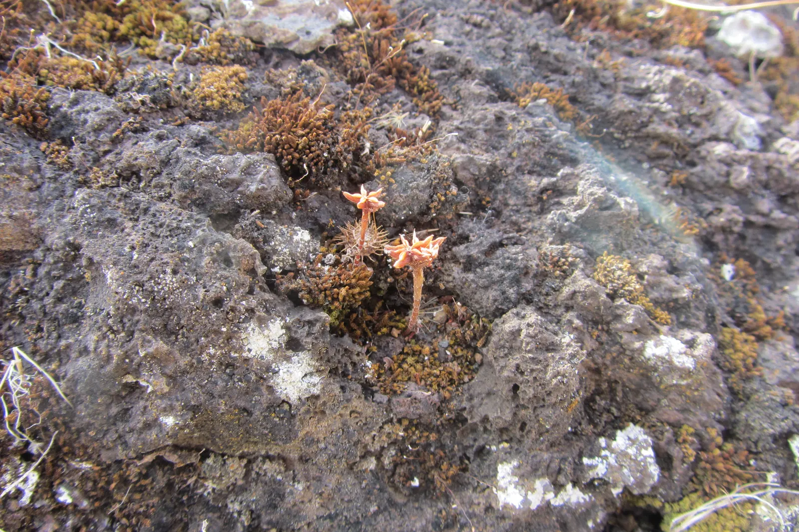 Caucasian Stonecrop (Sedum spurium) — attracting bees and butterflies; phedimus spurium is an excellent low-lying plant that requires minimal care, image 82