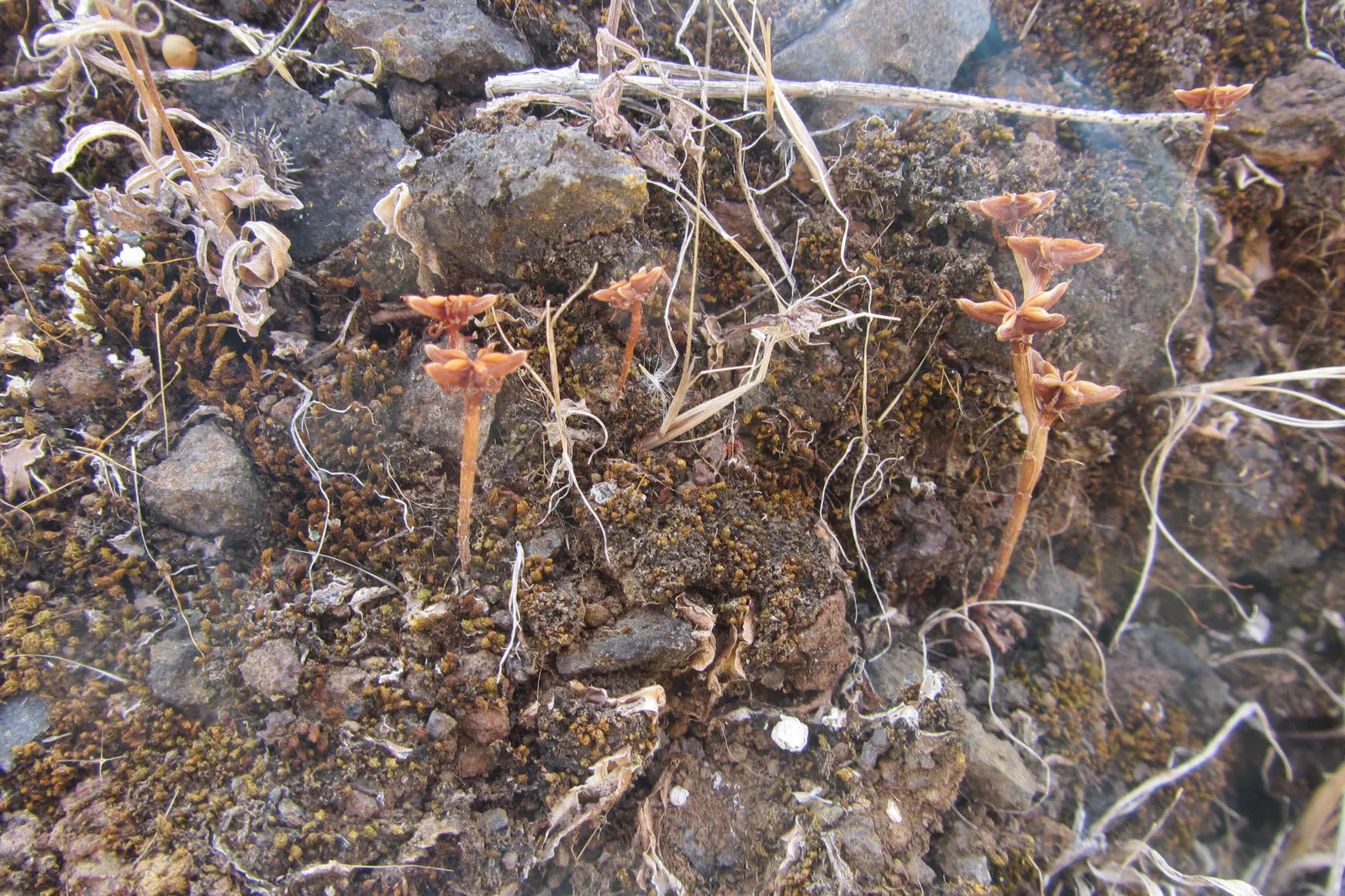 Caucasian Stonecrop (Sedum spurium) — This drought-resistant plant reaches 4-6 inches in height and spreads up to 18 inches; it thrives in USDA Hardiness Zones