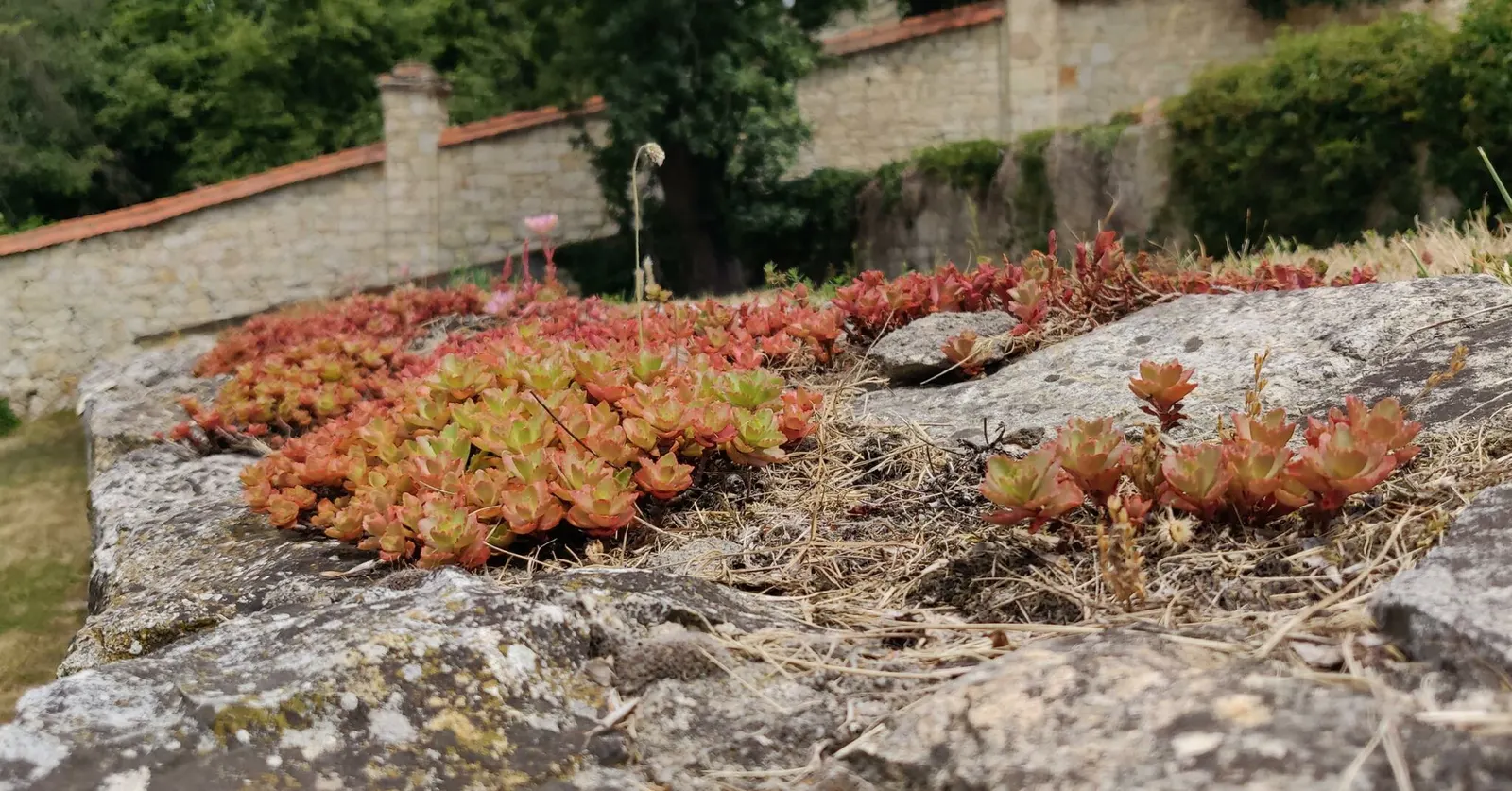 Caucasian Stonecrop (Sedum spurium) — scientifically known as Phedimus spurium; mat-like spread typically reaching 4 to 6 inches in height and spreading
