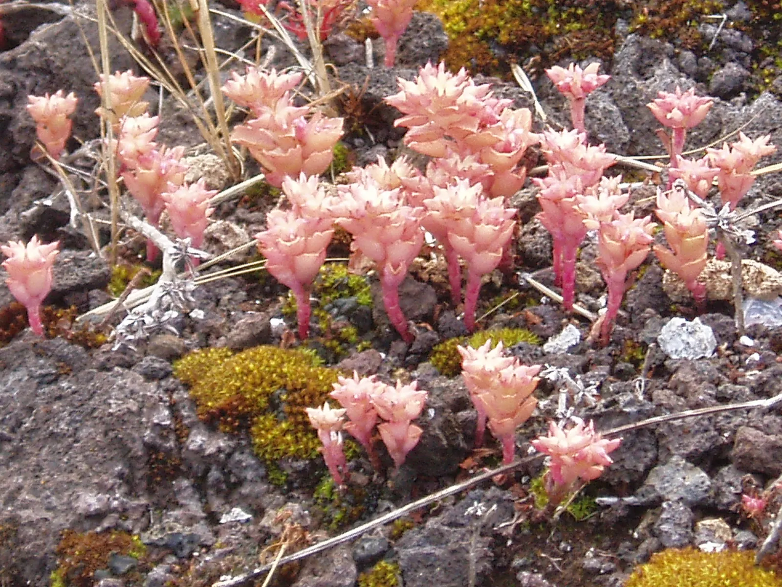 Caucasian Stonecrop (Sedum spurium) — Phedimus spurium is an excellent low-lying plant that requires minimal care and offers maximum visual impact; these