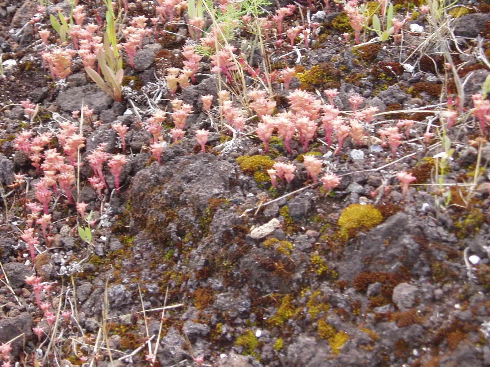 Caucasian Stonecrop (Sedum spurium) — These flowers provide a stark contrast to its foliage and can span up to 1 foot across; its foliage color, image 84