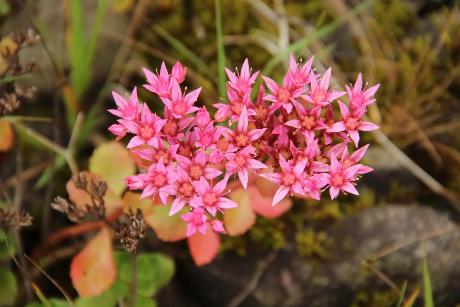 Caucasian Stonecrop (Sedum spurium) — It thrives in USDA Hardiness Zones 3 through 9, favoring full sun to partial shade conditions; this hardy, image 64