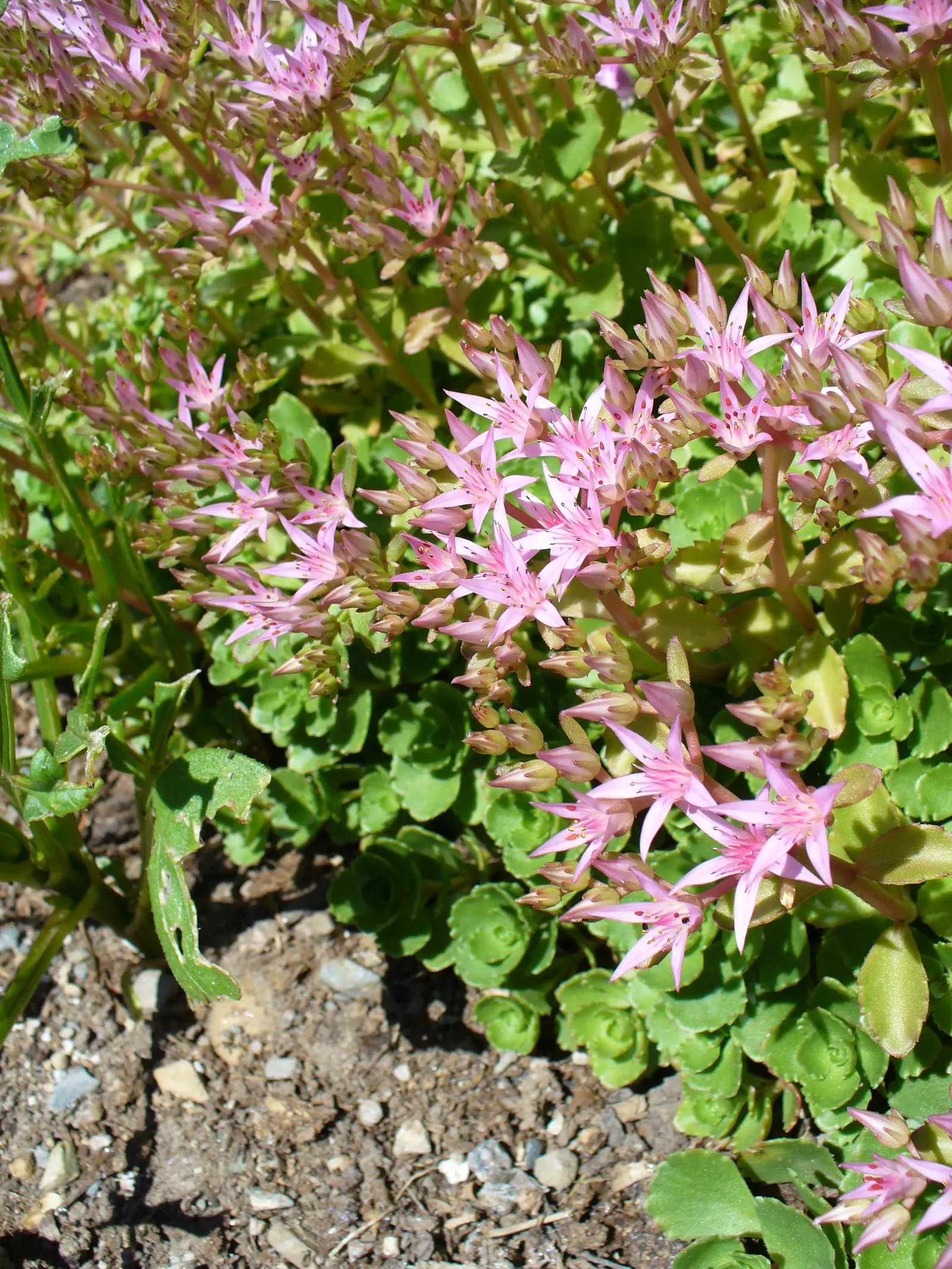 Caucasian Stonecrop (Sedum spurium) — Phedimus spurium presents clusters of star-shaped pink flowers that rise slightly above its foliage on stems, image 35