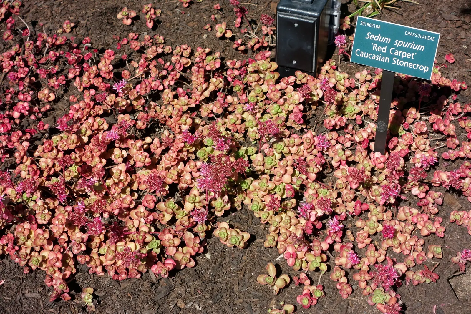 Caucasian Stonecrop (Sedum spurium) — which intensify under full sun exposure.<br><br>Blooming in mid to late summer; scientifically known as, image 57