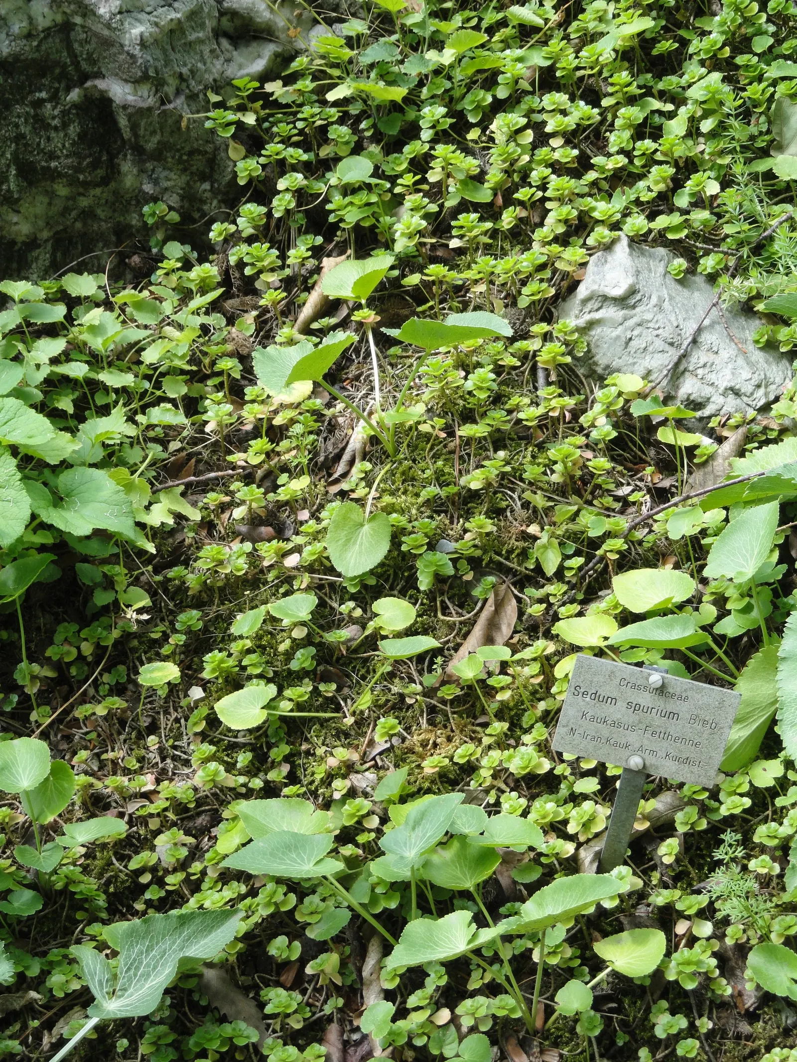 Caucasian Stonecrop (Sedum spurium) — green to reddish leaves and vibrant pink flowers that bloom in summer attracting pollinators; which intensify under full