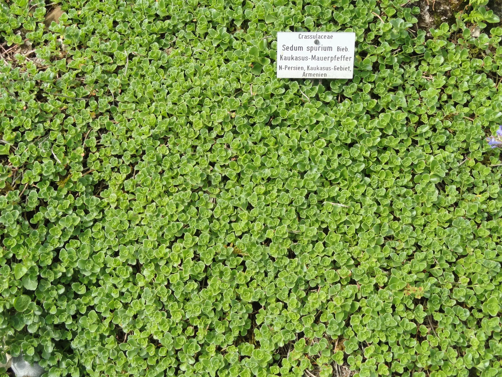 Caucasian Stonecrop (Sedum spurium) — This hardy succulent perennial showcases fleshy leaves forming a dense; essential for any landscape design seeking
