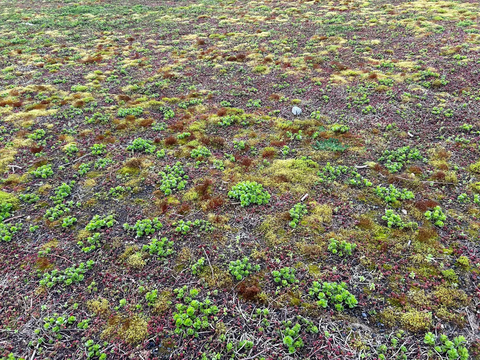 Caucasian Stonecrop (Sedum spurium) — essential for any landscape design seeking vibrant color and low maintenance; ground cover / succulent for, image 76