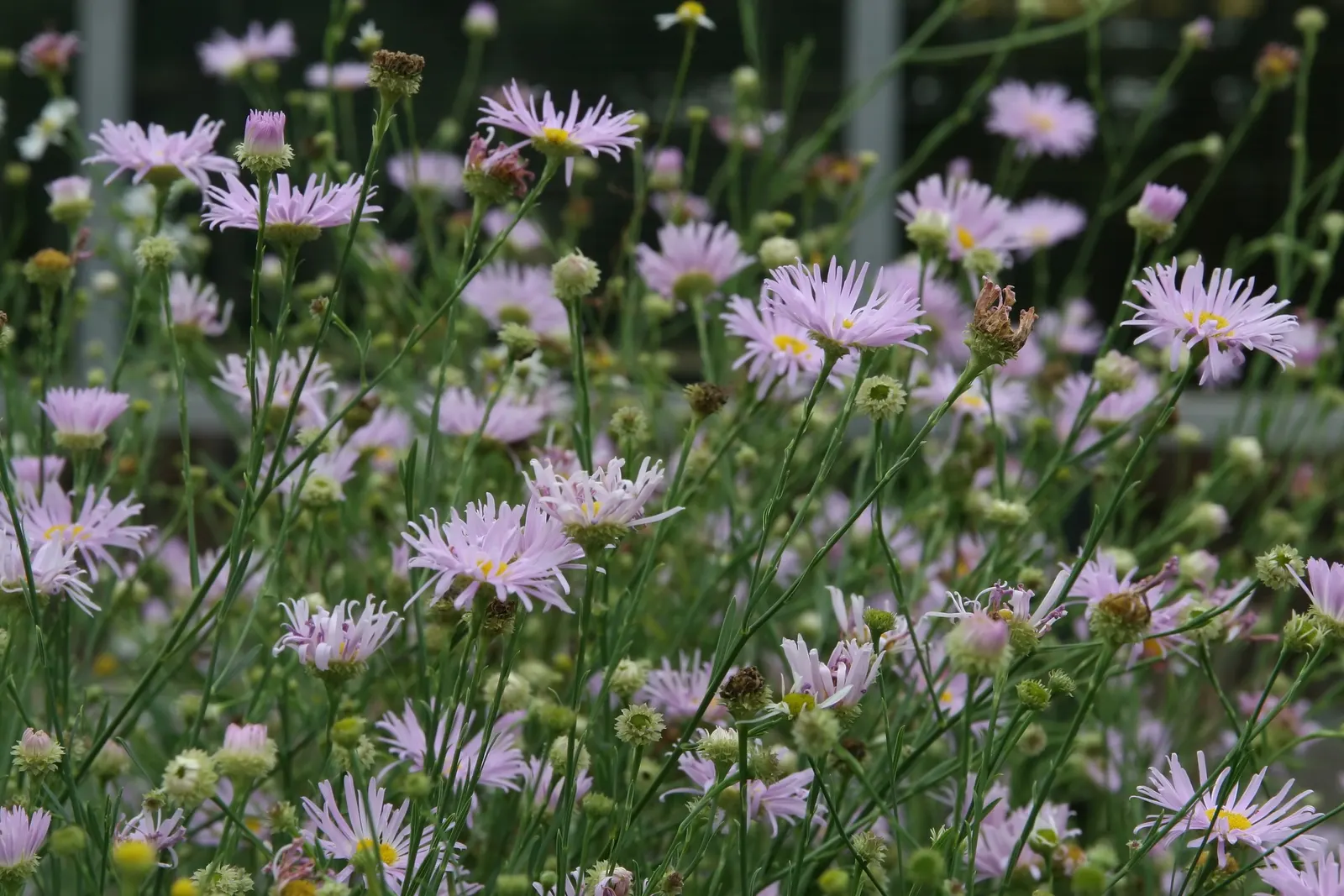 Pink Beauty False Aster (Boltonia Asteroides 'Pink Beauty') — Prefers moist, well-drained soil, with medium water needs
