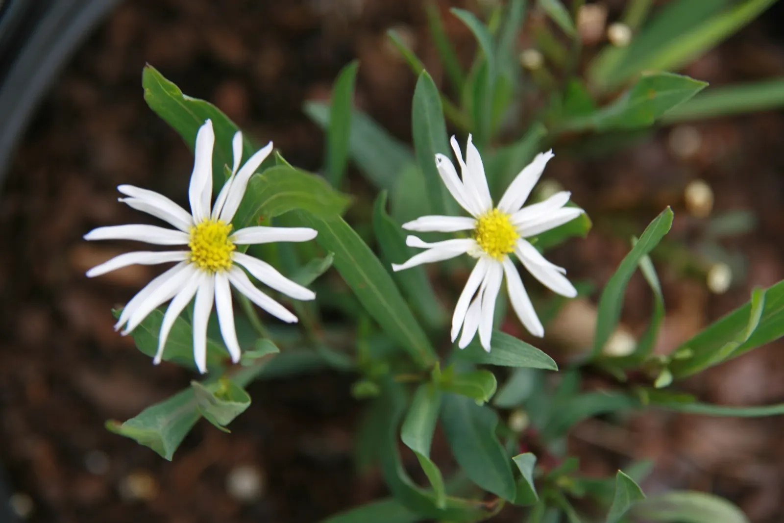 Pink Beauty False Aster (Boltonia Asteroides 'Pink Beauty') — scientifically known as Boltonia asteroides 'Pink Beauty'