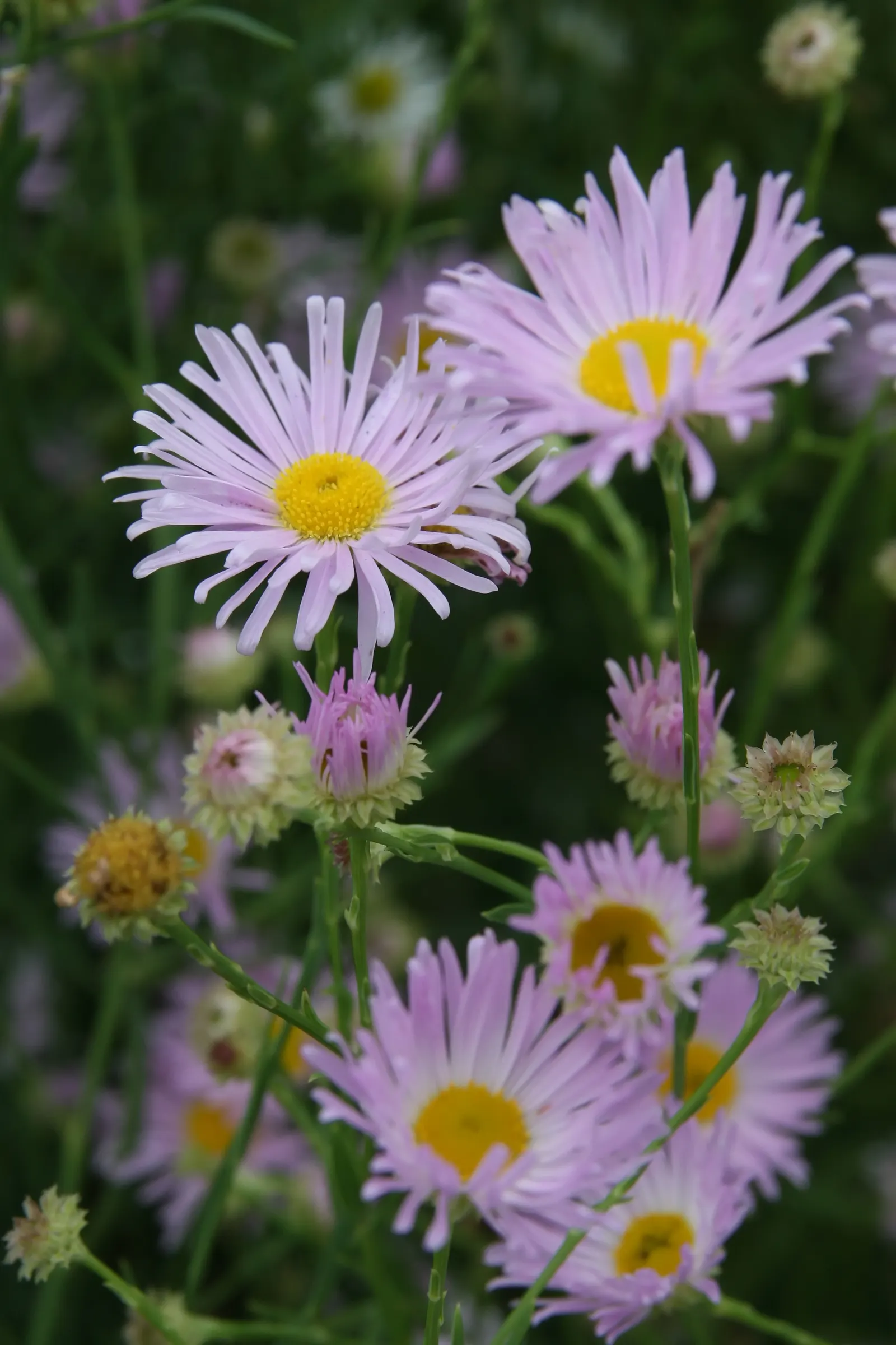 Pink Beauty False Aster (Boltonia Asteroides 'Pink Beauty') — Thriving in full sun, it reaches heights of 4-5 feet with a spread of 2-3 feet