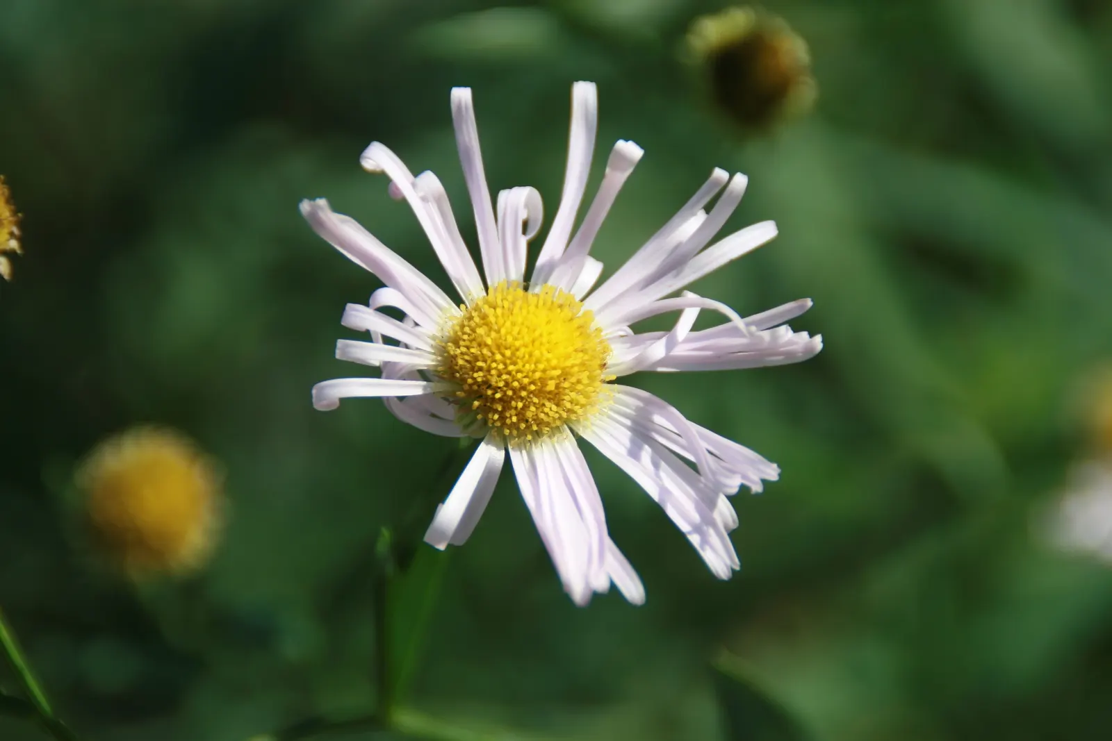Pink Beauty False Aster (Boltonia Asteroides 'Pink Beauty') — Staking may be necessary for support