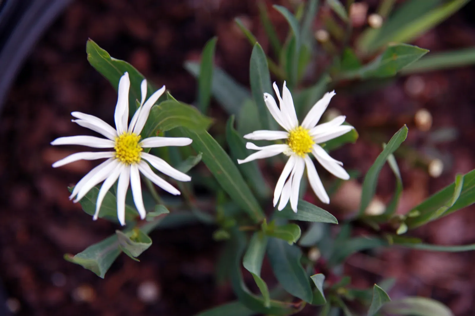 Pink Beauty False Aster (Boltonia Asteroides 'Pink Beauty') — Boltonia asteroides 'Pink Beauty', a robust perennial, showcases a cloud of soft pink daisy-like